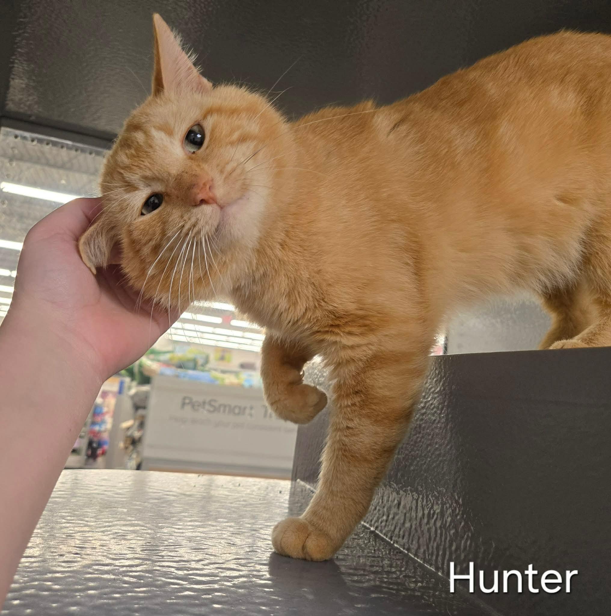 Enlarge Hunter, a ADOPTABLE Domestic Short Hair in Sedalia, MO image 4/4