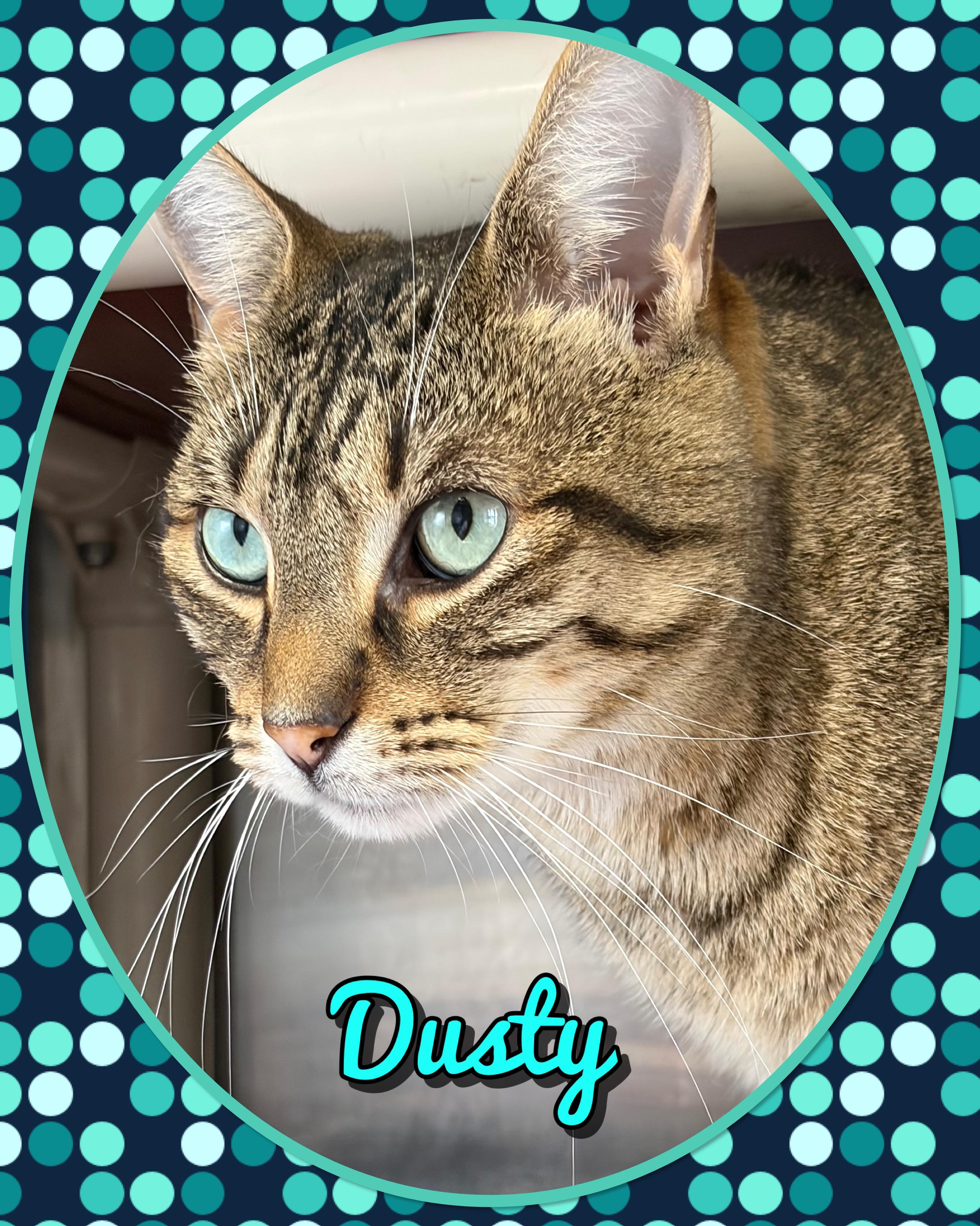 Dusty, ADOPTABLE, Adult Female Domestic Short Hair.