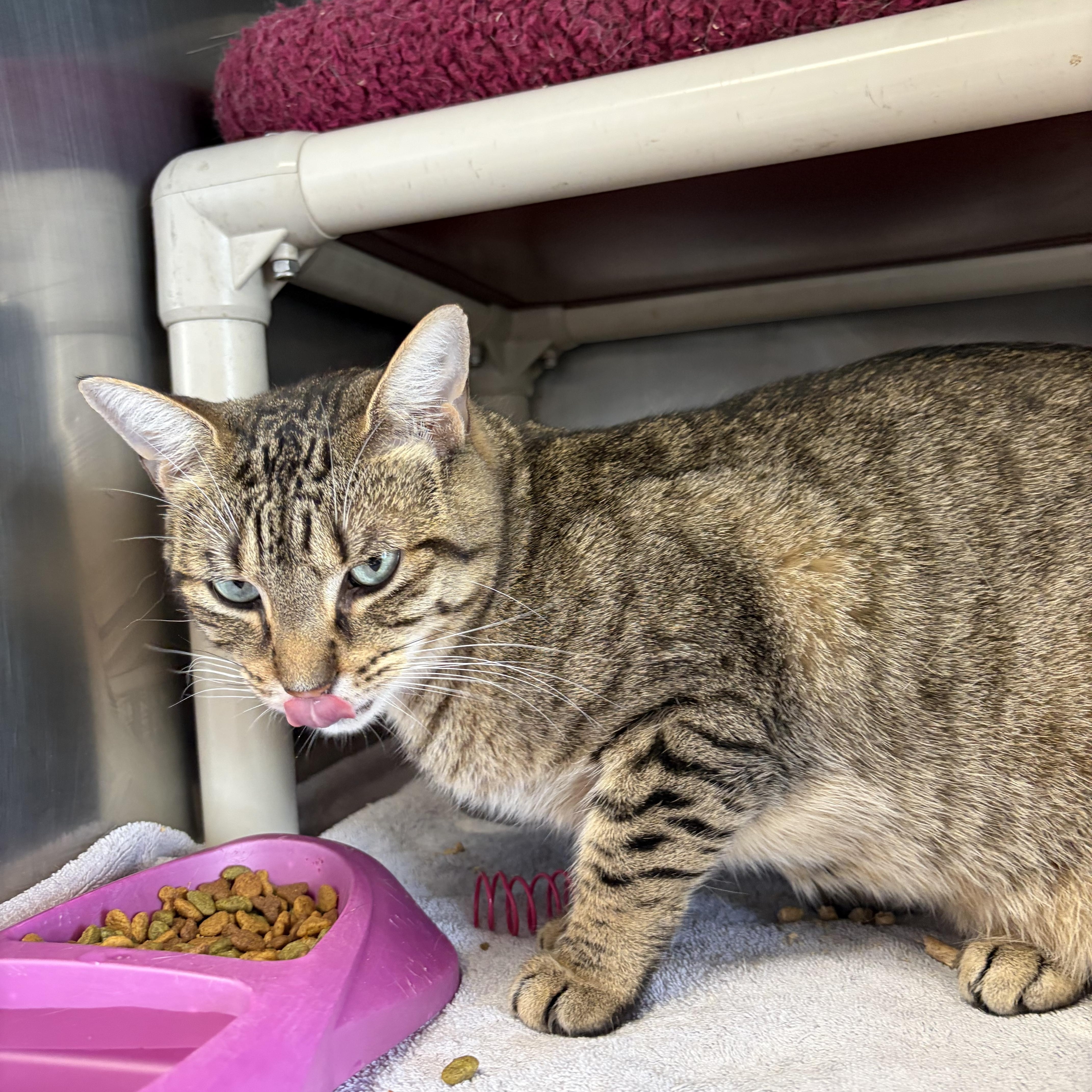 Dusty, a ADOPTABLE Domestic Short Hair in Somerset, NJ image 3/3