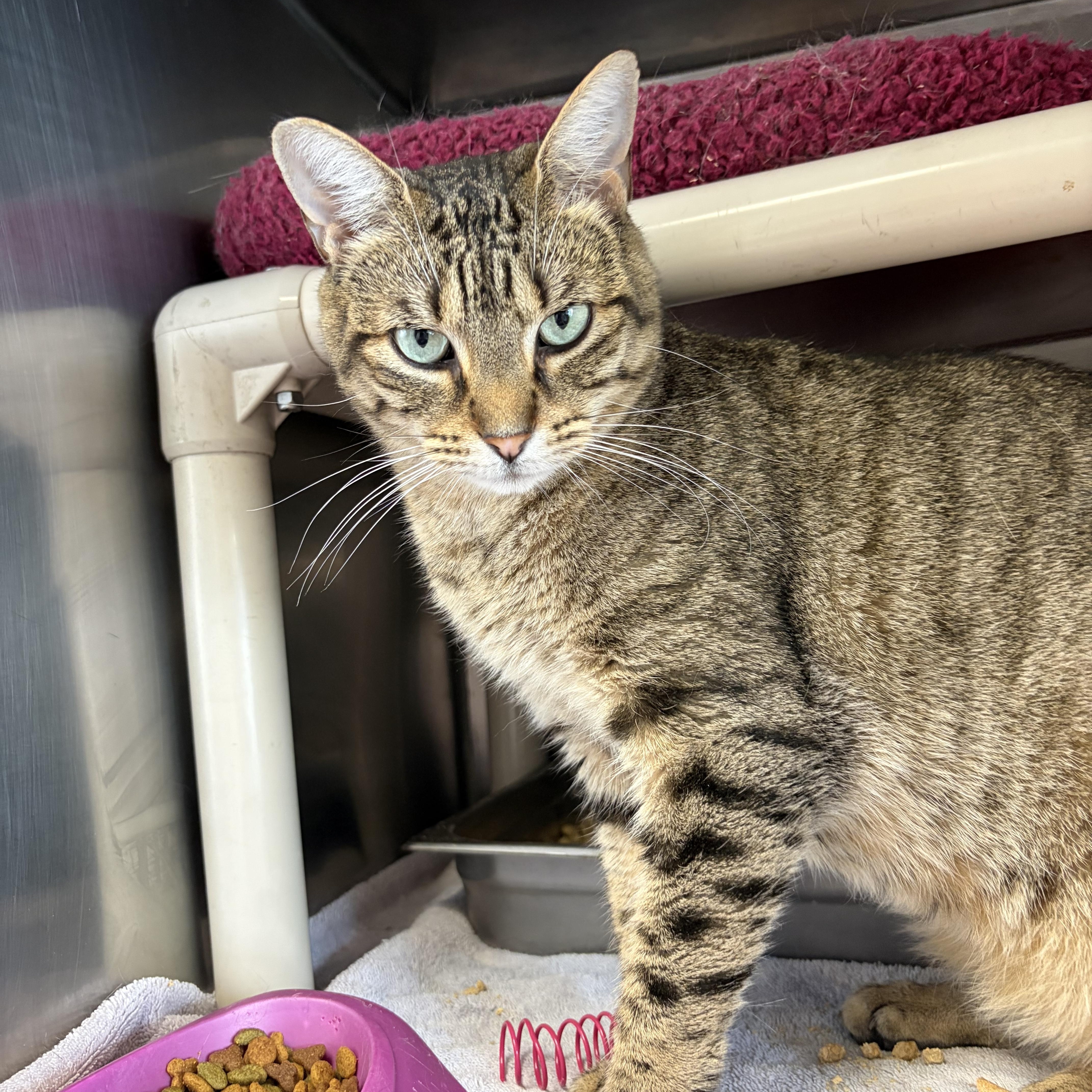 Dusty, a ADOPTABLE Domestic Short Hair in Somerset, NJ image 2/3