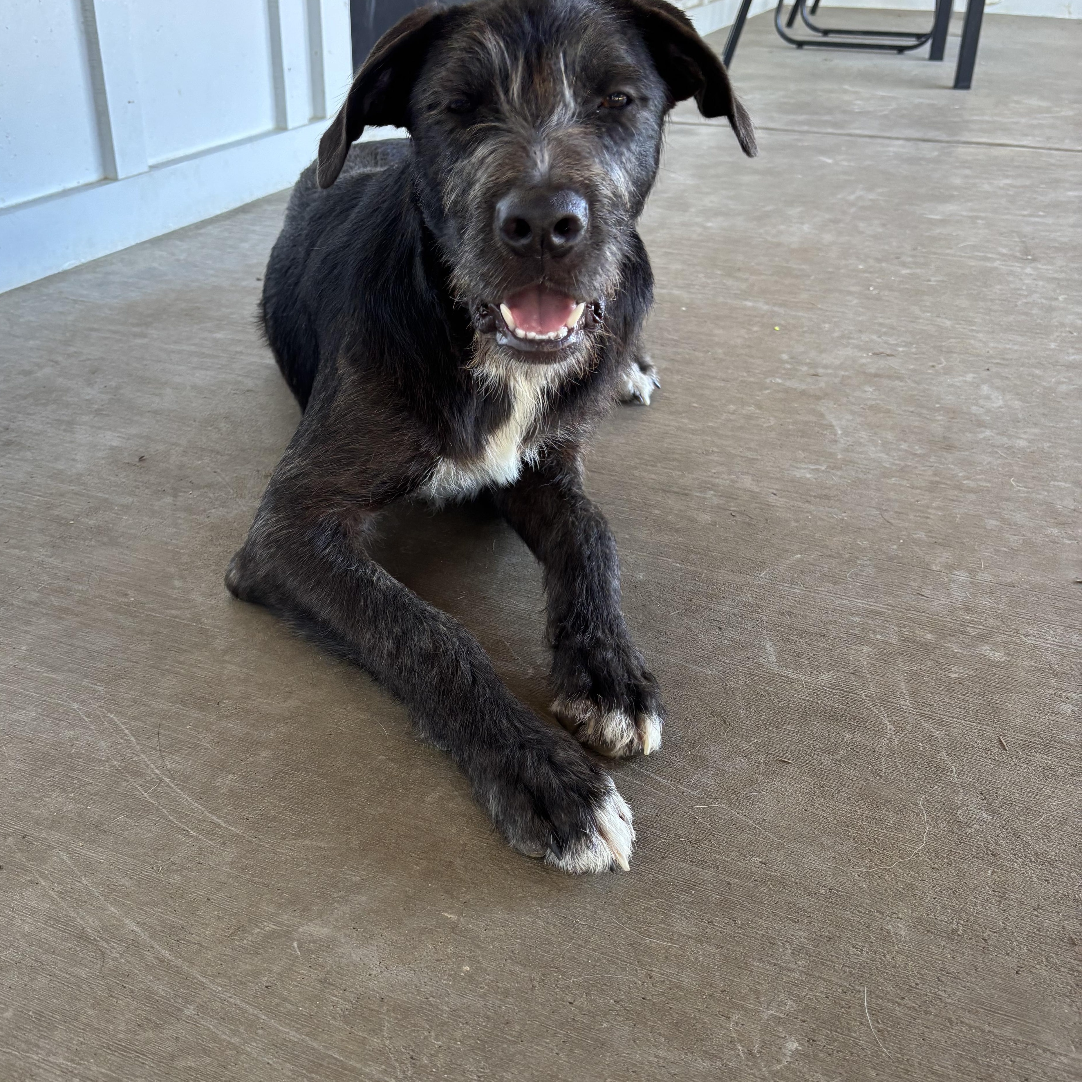 Enlarge Maui, a Adoptable Mixed Breed in Louisville, KY image 2/4