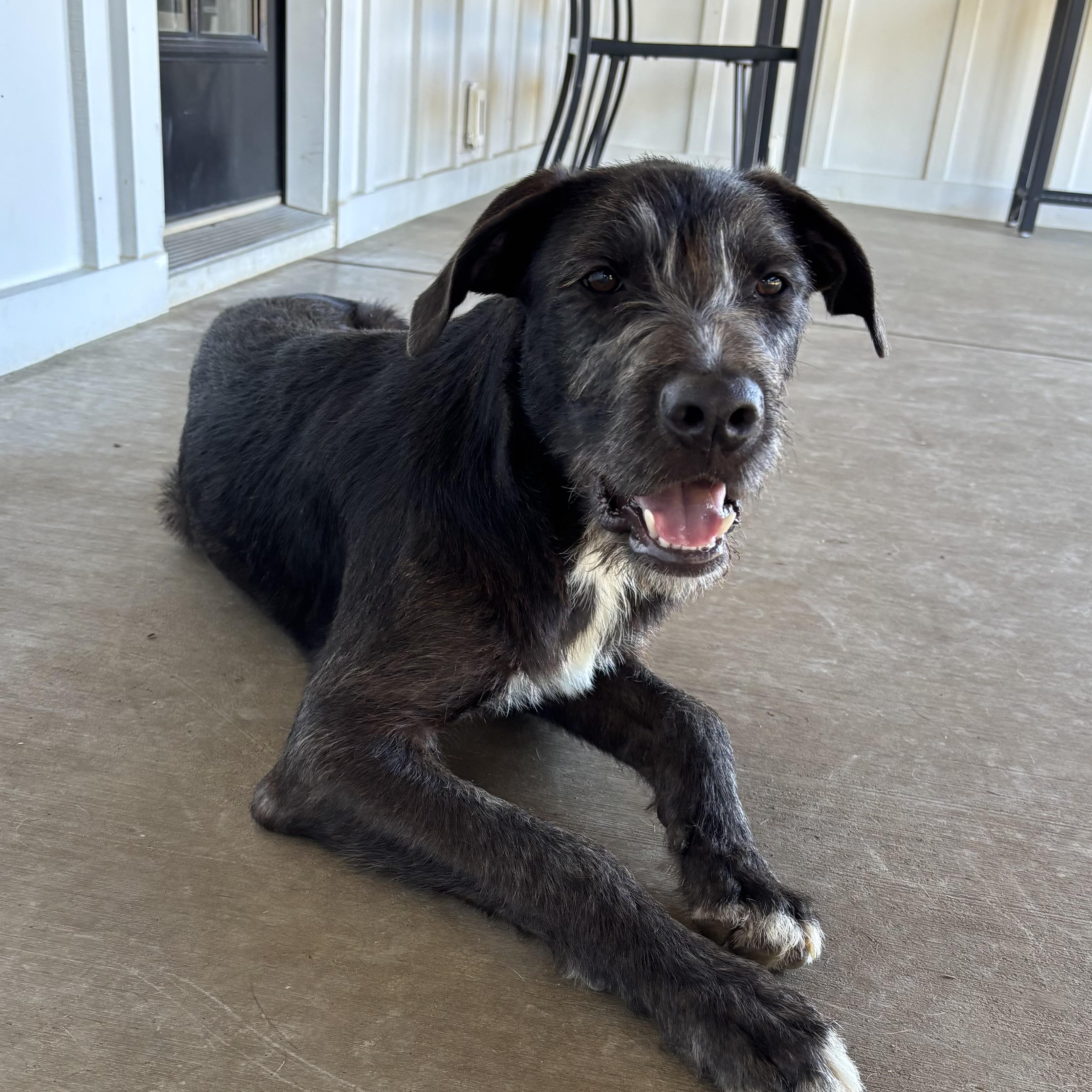 Enlarge Maui, a Adoptable Mixed Breed in Louisville, KY image 3/4