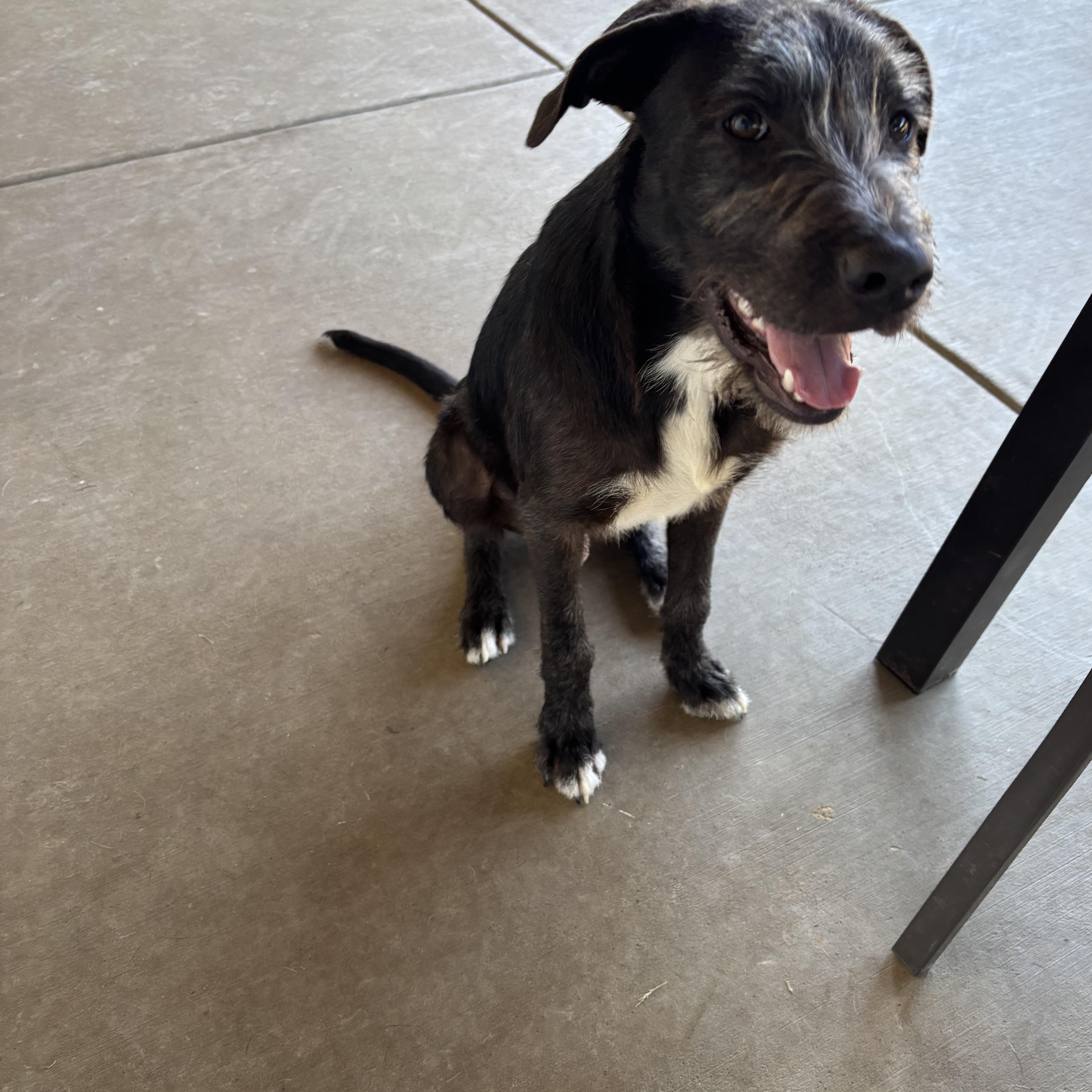 Enlarge Maui, a Adoptable Mixed Breed in Louisville, KY image 4/4