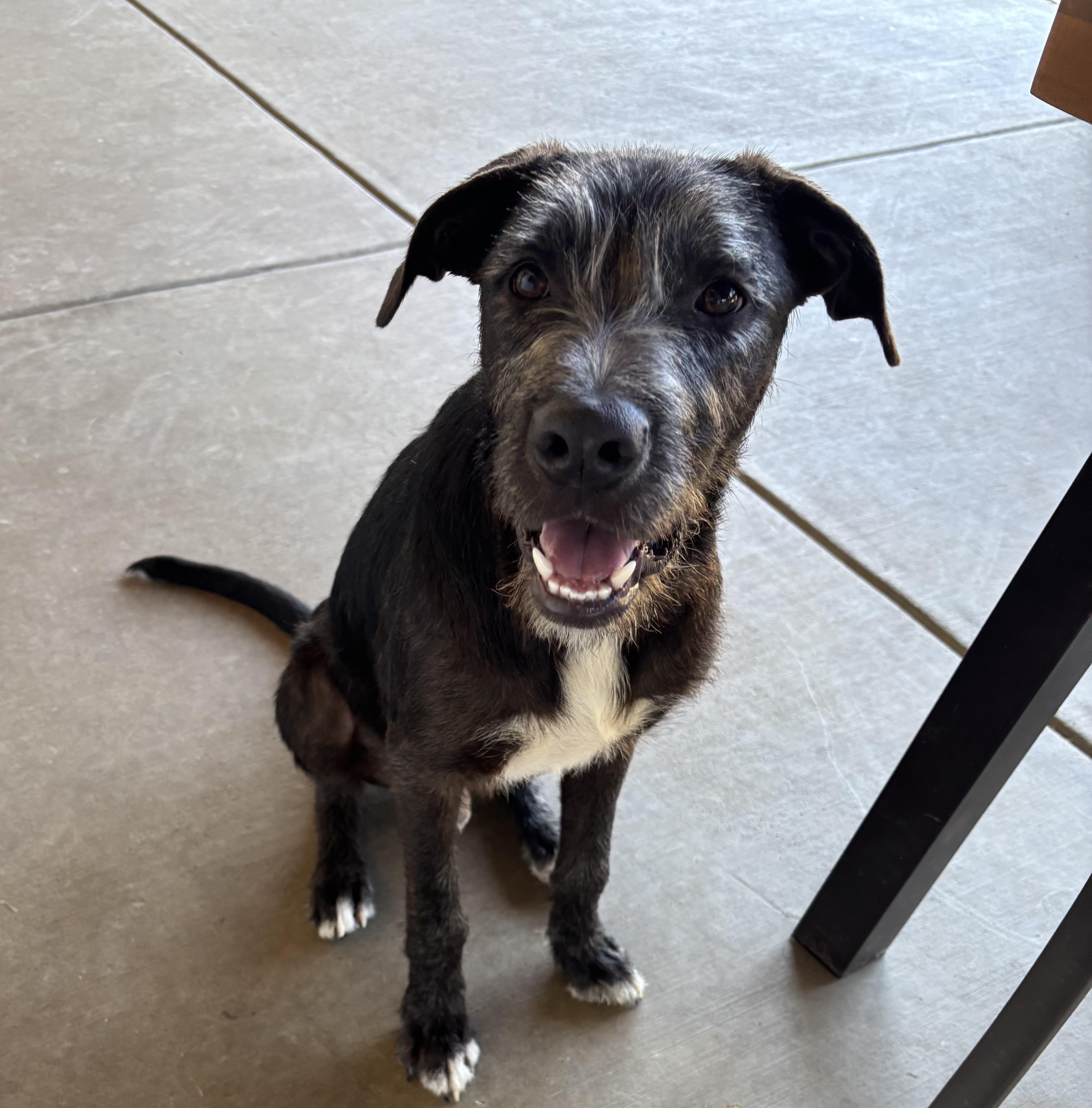 Maui, Adoptable, Puppy Male Mixed Breed.