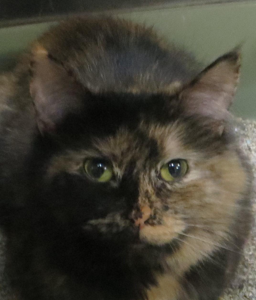 Enlarge SABLE, a ADOPTABLE Tortoiseshell in Taunton, MA image 5/6