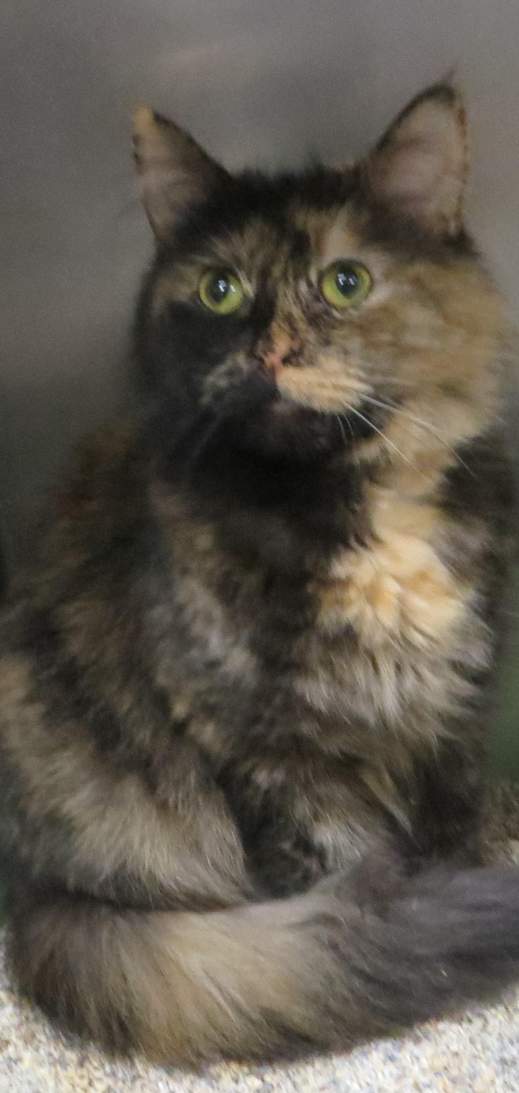 Enlarge SABLE, a ADOPTABLE Tortoiseshell in Taunton, MA image 1/6