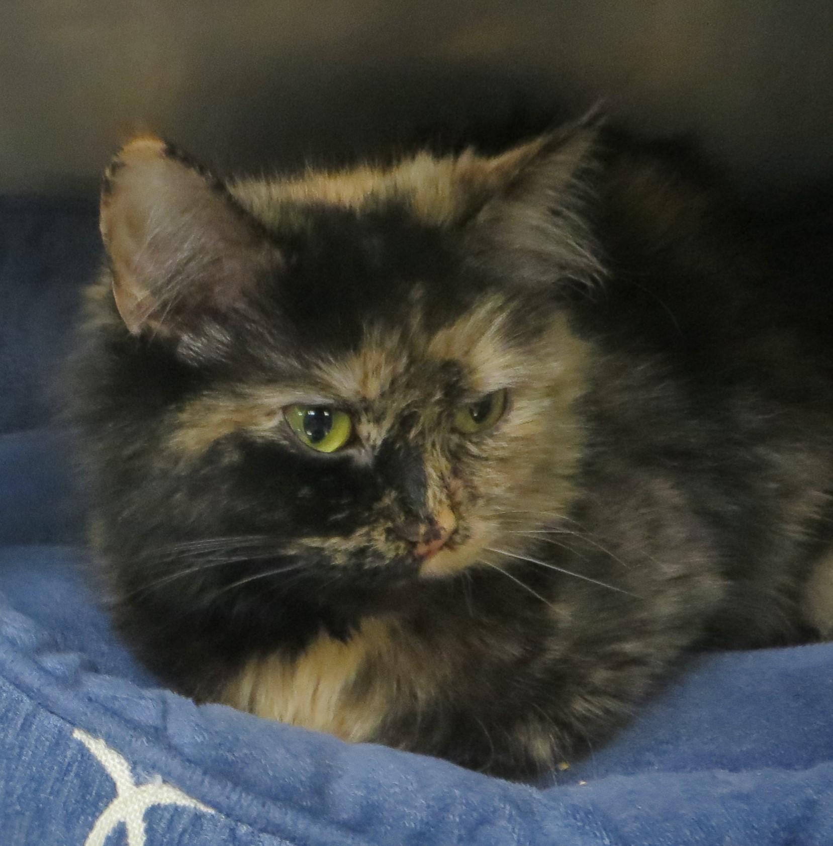 Enlarge SABLE, a ADOPTABLE Tortoiseshell in Taunton, MA image 2/6