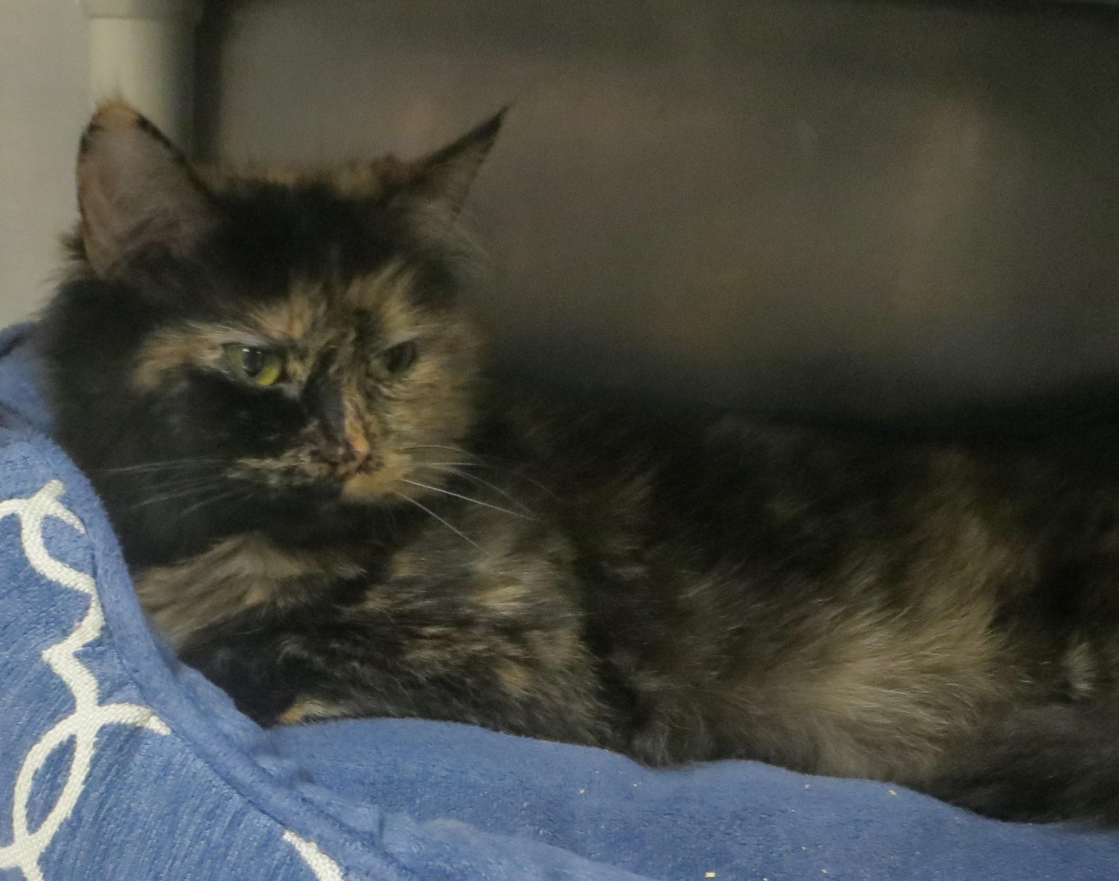 Enlarge SABLE, a ADOPTABLE Tortoiseshell in Taunton, MA image 4/6