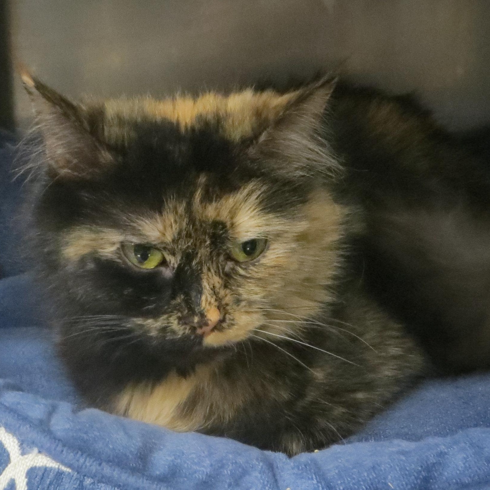 Enlarge SABLE, a ADOPTABLE Tortoiseshell in Taunton, MA image 6/6
