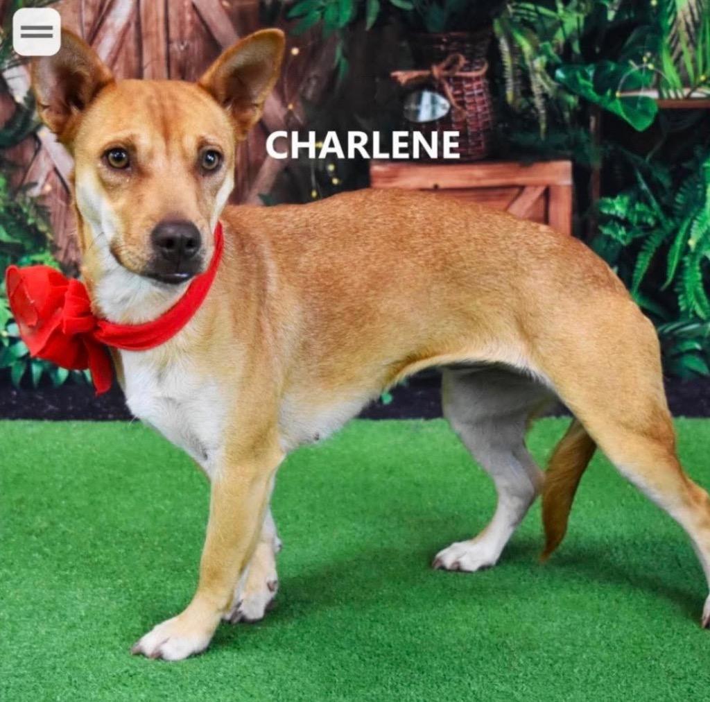 Enlarge Charlene, a Adoptable mixed breed in Gilbert, AZ image 1/3