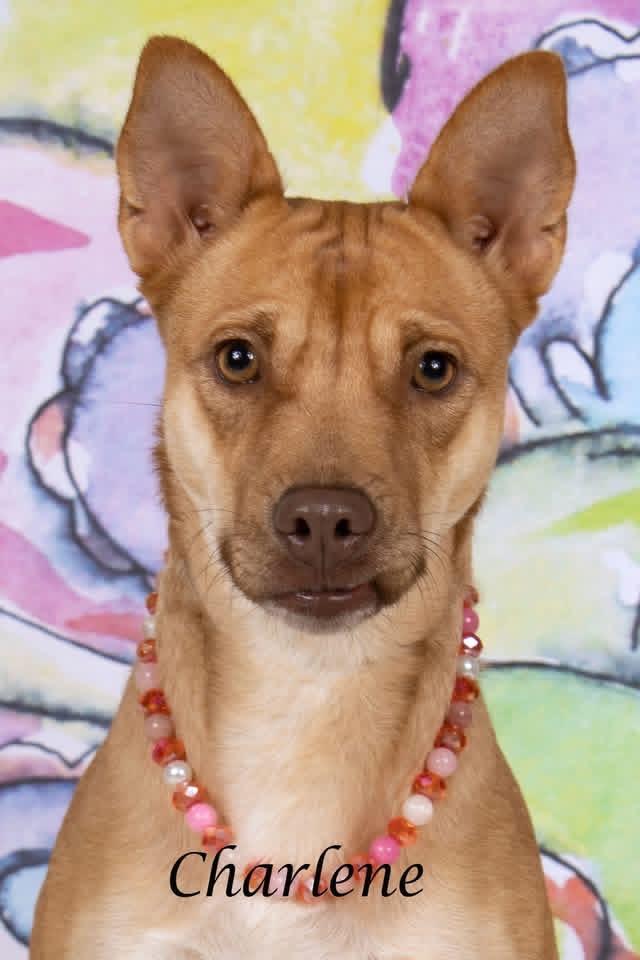 Enlarge Charlene, a Adoptable mixed breed in Gilbert, AZ image 2/3
