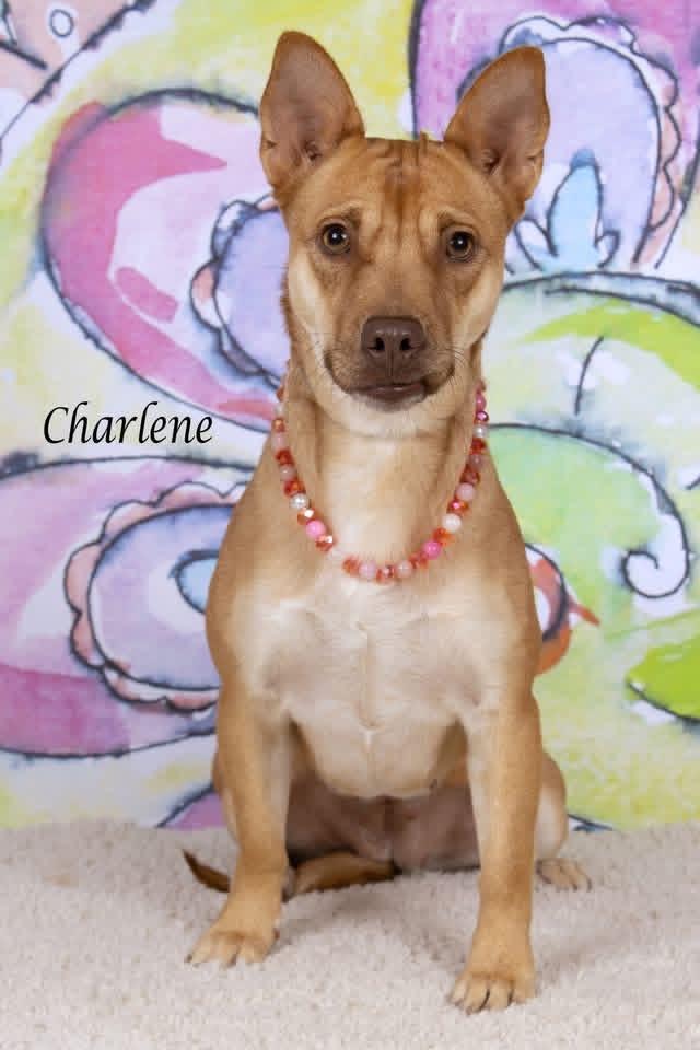 Enlarge Charlene, a Adoptable mixed breed in Gilbert, AZ image 3/3