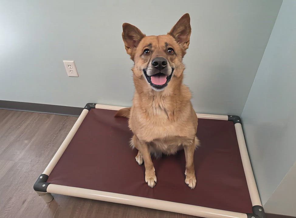 Enlarge Karel, a Adoptable Mixed Breed in Sumter, SC video 1/2