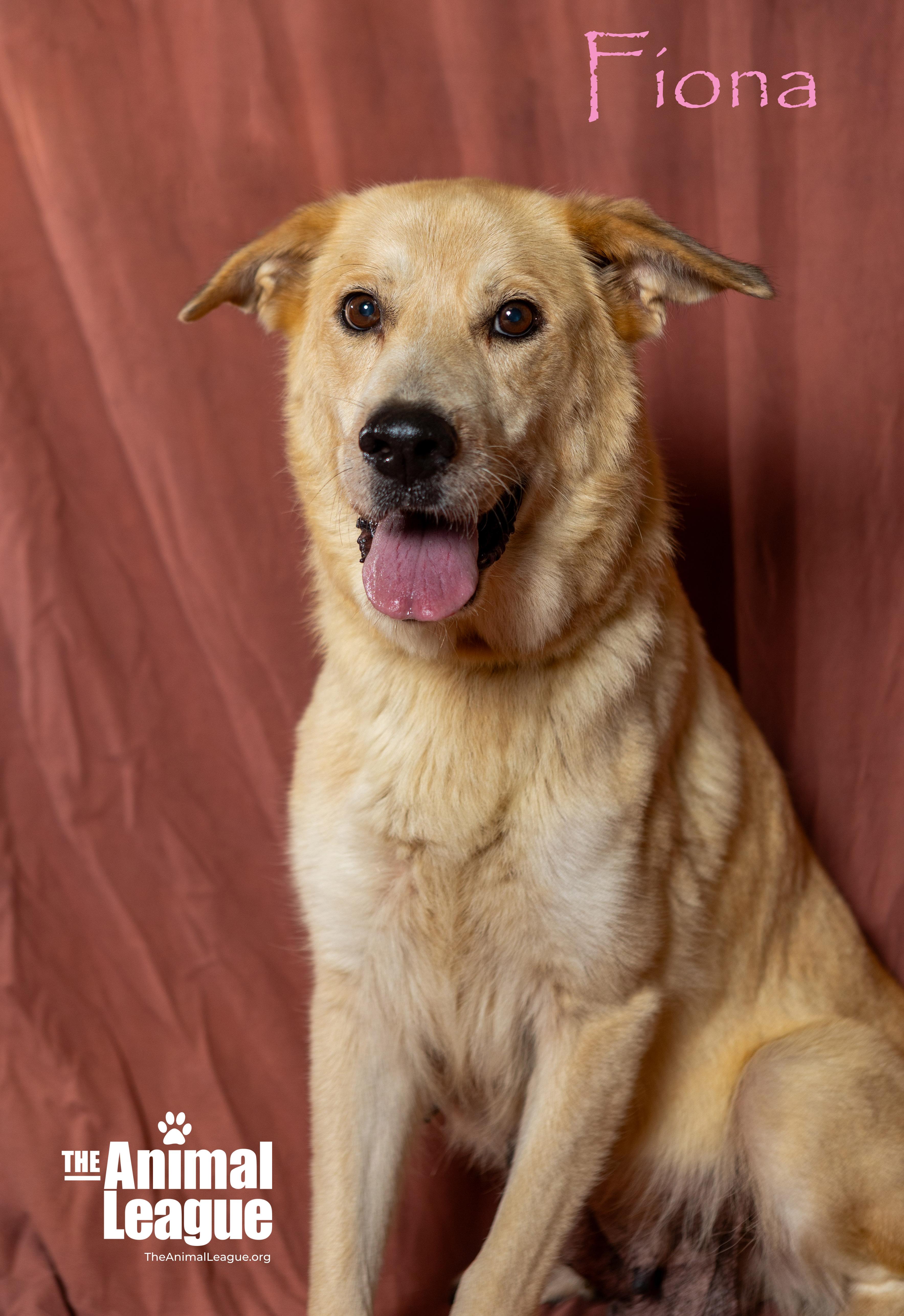 Fiona, a Adoptable mixed breed in Clermont, FL image 3/5