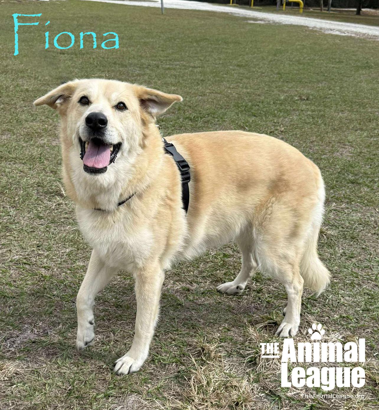 Fiona, a Adoptable mixed breed in Clermont, FL image 4/4