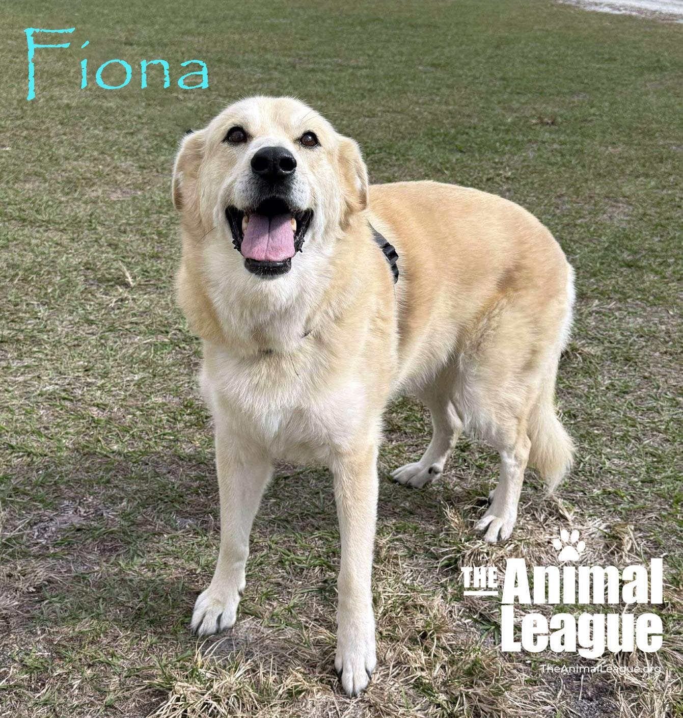 Fiona, a Adoptable mixed breed in Clermont, FL image 2/4