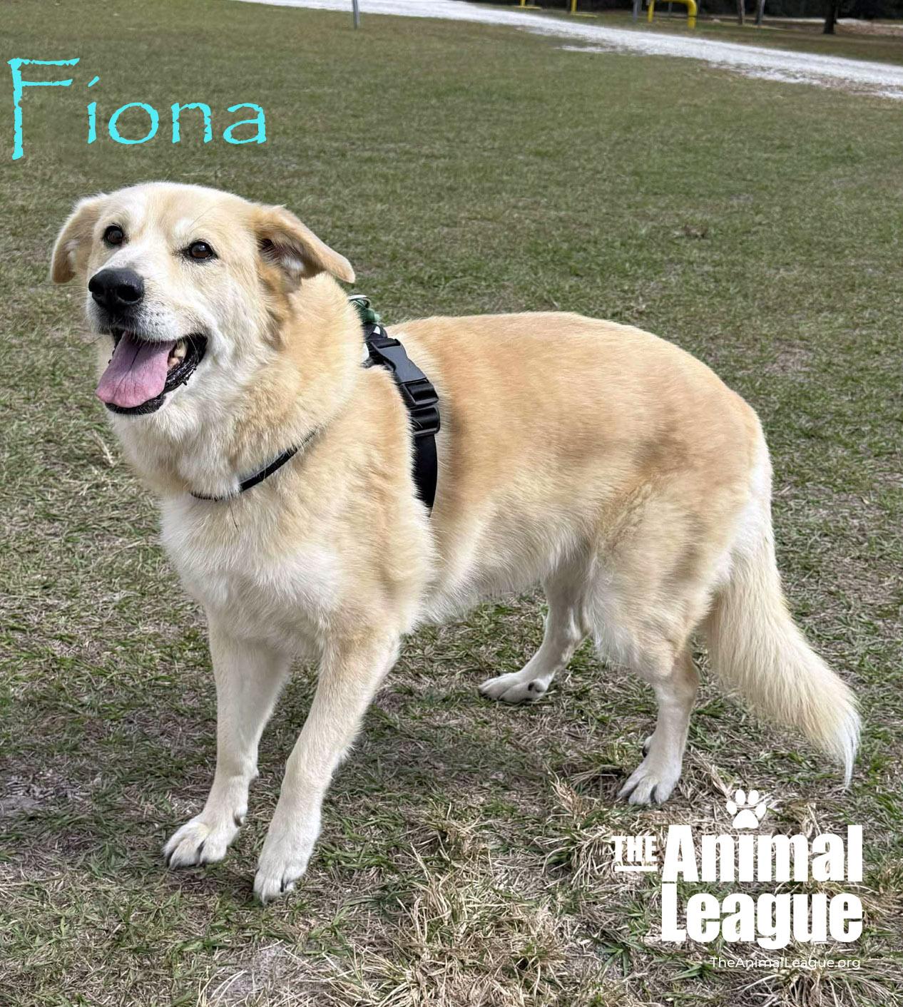 Fiona, a Adoptable mixed breed in Clermont, FL image 3/4