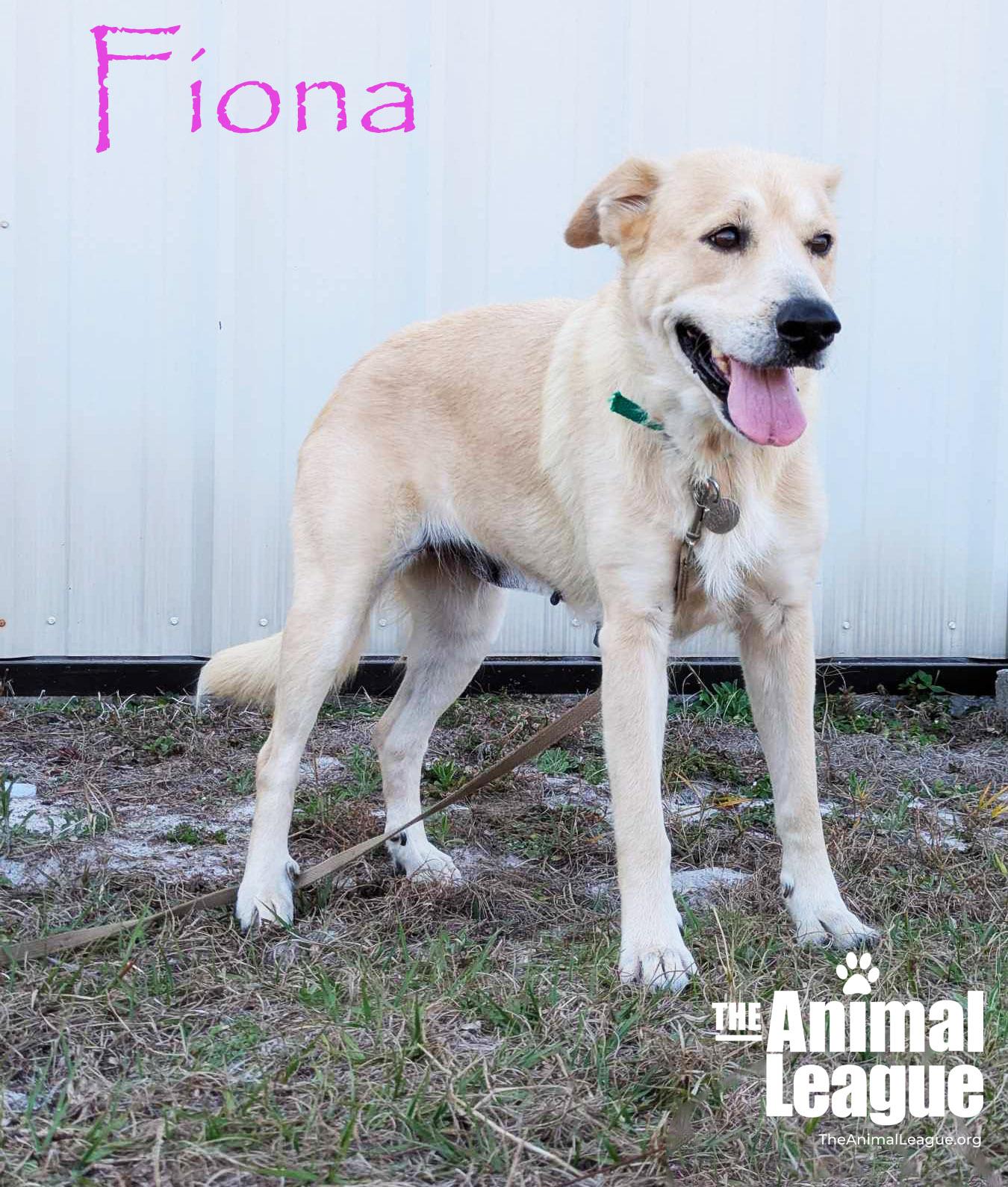 Fiona, Adoptable, Adult Female Labrador Retriever.