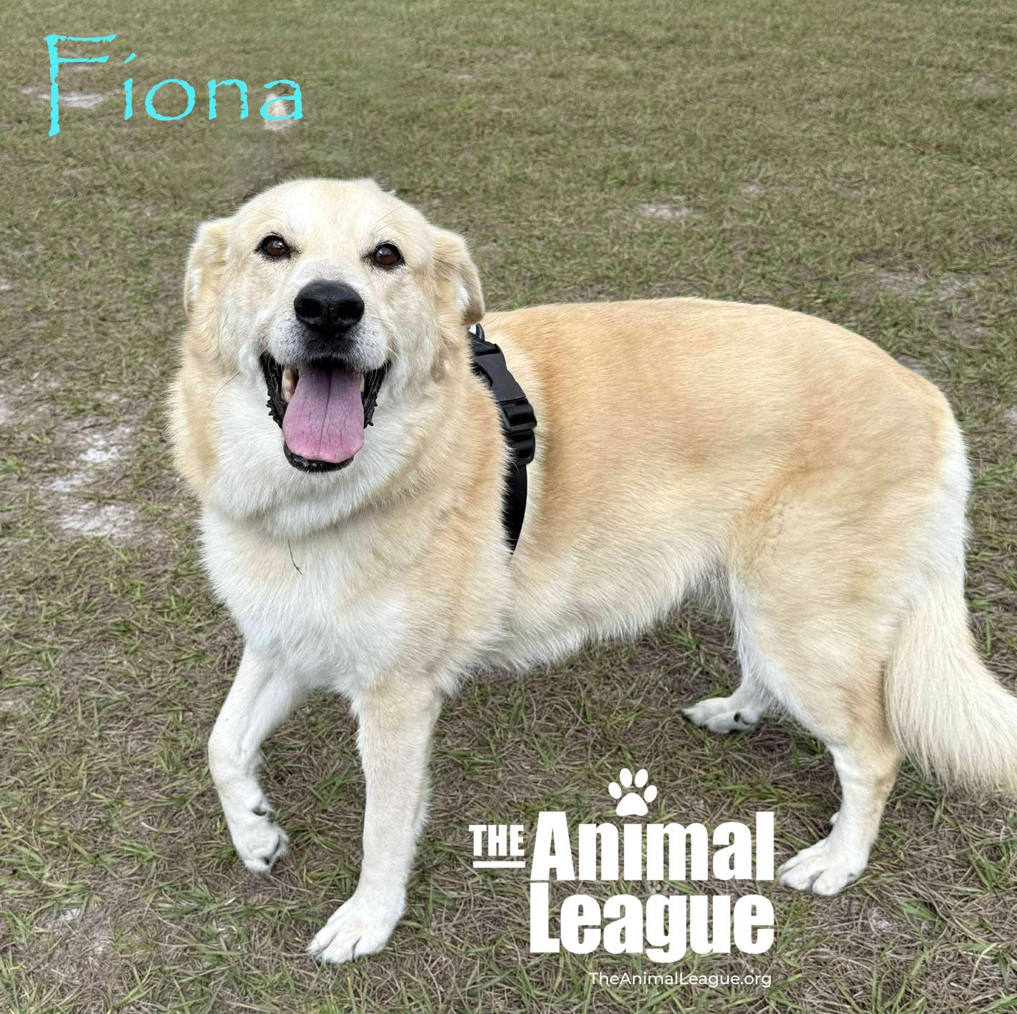 Fiona, a Adoptable mixed breed in Clermont, FL image 1/4