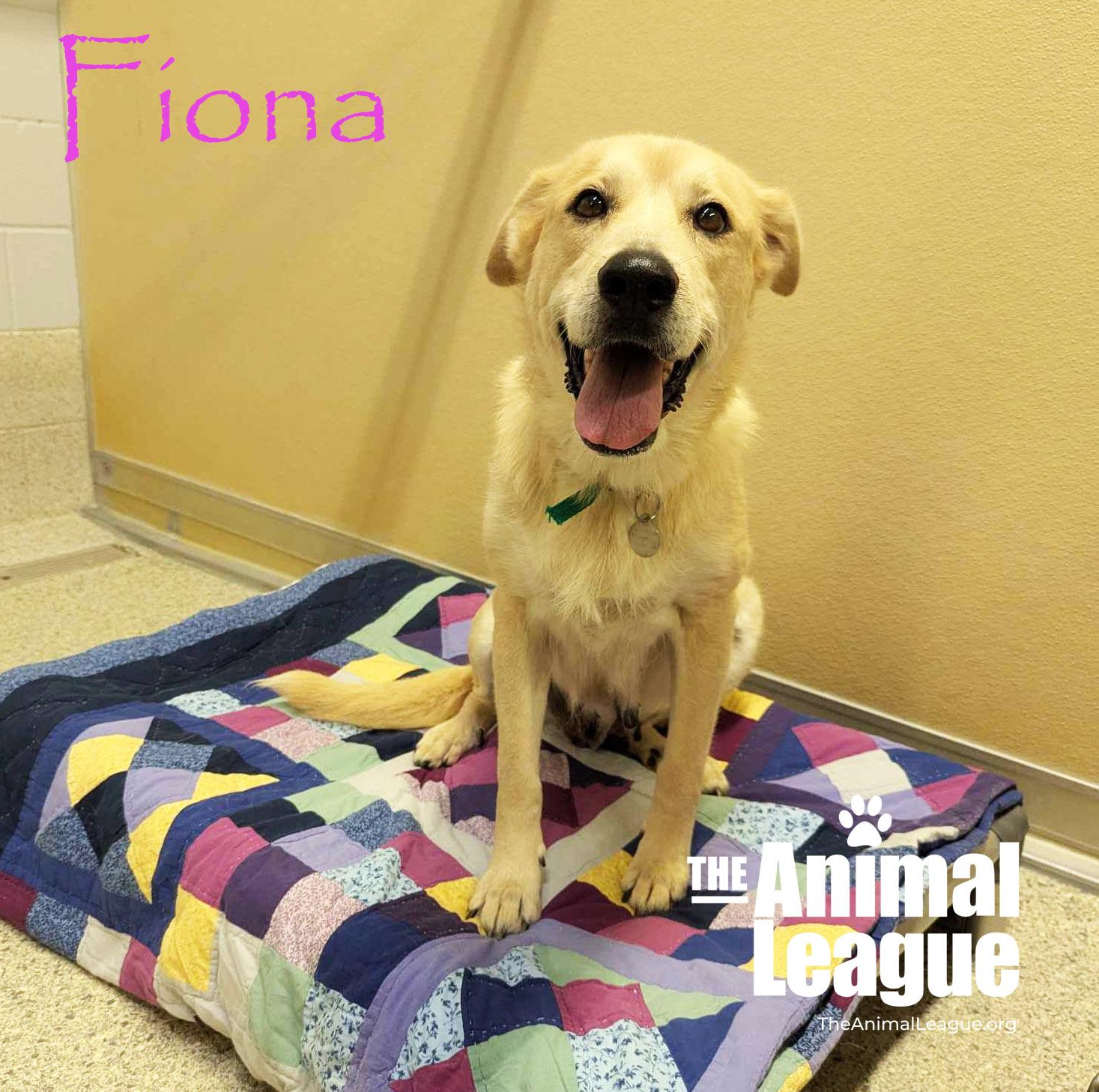 Fiona, a Adoptable mixed breed in Clermont, FL image 5/5