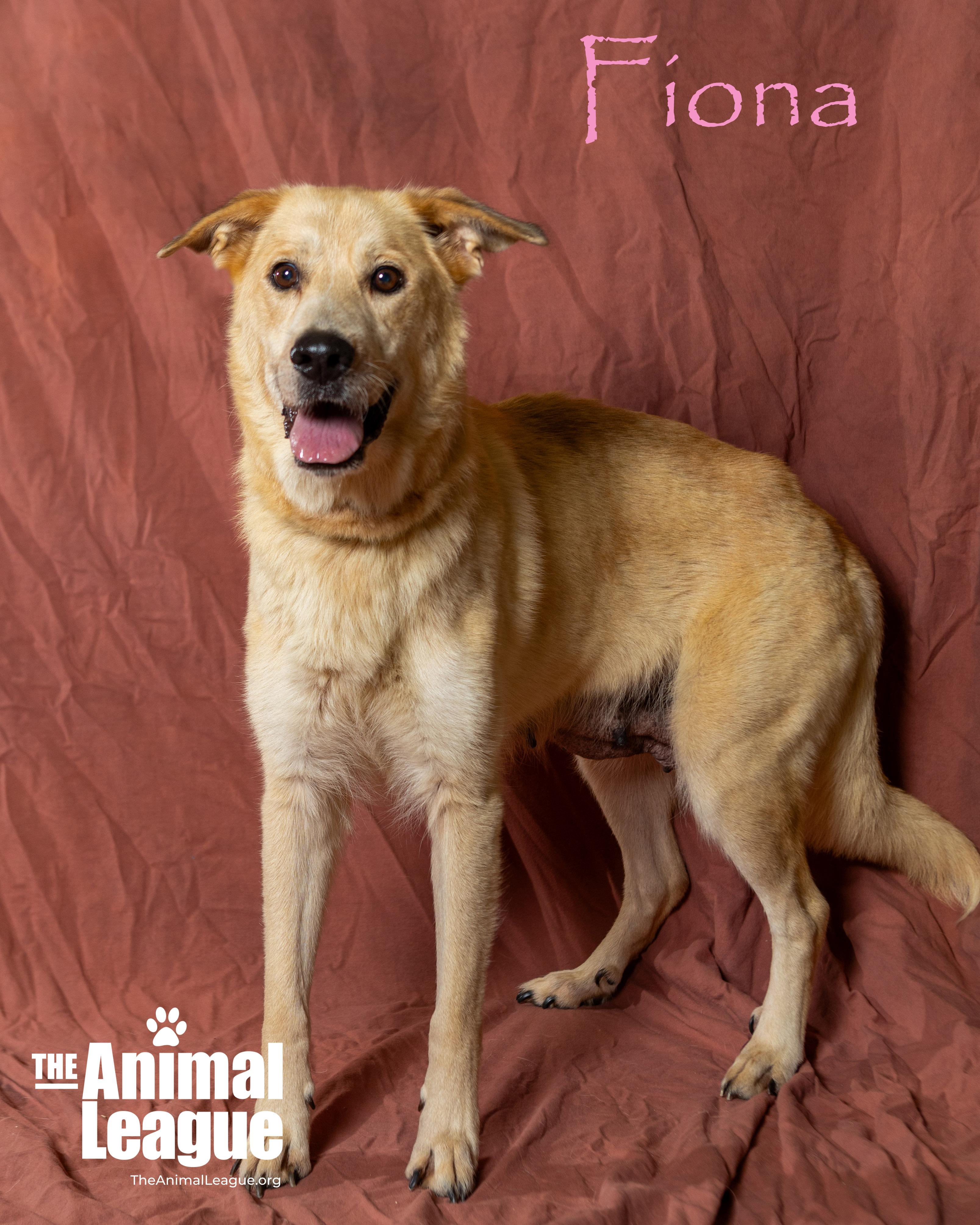 Fiona, a Adoptable mixed breed in Clermont, FL image 2/5