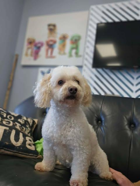 Enlarge Coqueta, a Adopted mixed breed in San Angelo , TX image 2/6