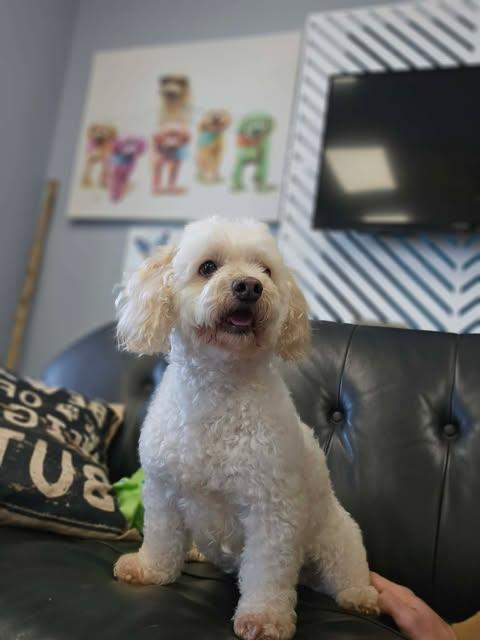 Enlarge Coqueta, a Adopted mixed breed in San Angelo , TX image 4/6