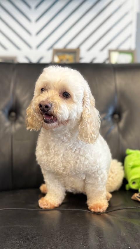 Enlarge Coqueta, a Adopted mixed breed in San Angelo , TX image 5/6