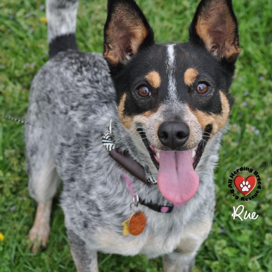Rue, ADOPTABLE, Young Female Australian Cattle Dog / Blue Heeler.