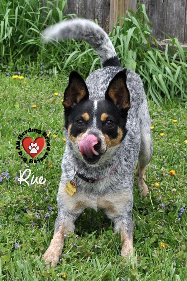 Enlarge Rue, a ADOPTABLE Australian Cattle Dog / Blue Heeler in Joliet, IL image 2/4