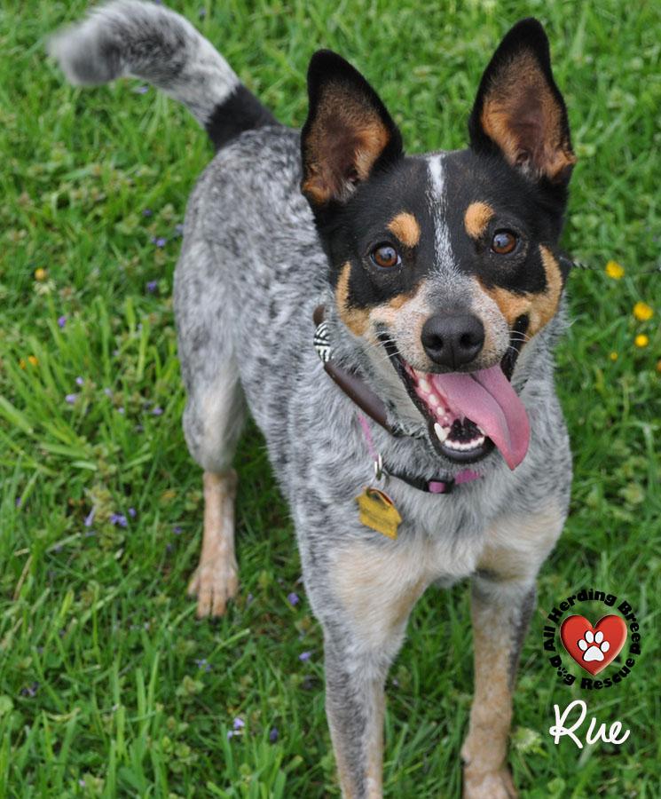 Enlarge Rue, a ADOPTABLE Australian Cattle Dog / Blue Heeler in Joliet, IL image 4/4