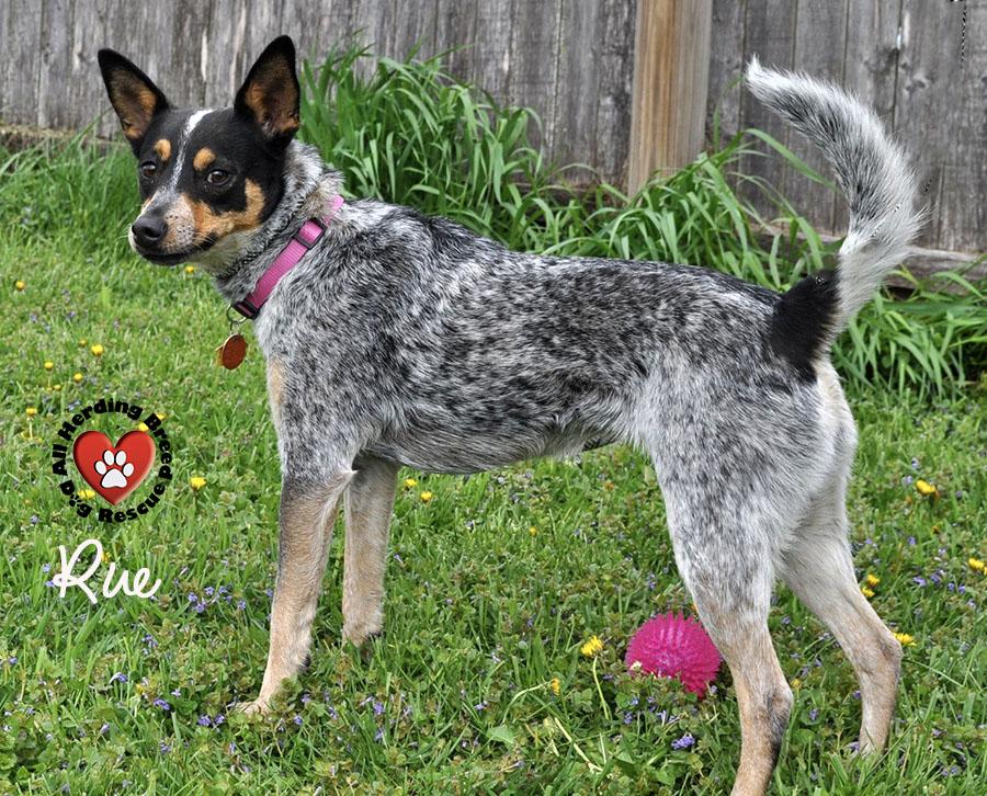 Enlarge Rue, a ADOPTABLE Australian Cattle Dog / Blue Heeler in Joliet, IL image 3/4