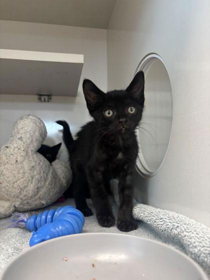 Enlarge Batty the Blackie, a Adoptable mixed breed in Manteo, NC image 1/2