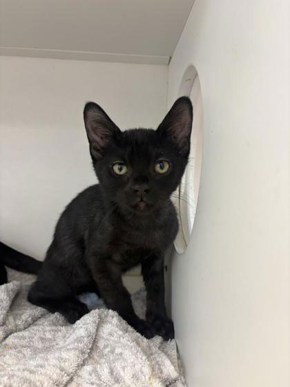 Enlarge Batty the Blackie, a Adoptable mixed breed in Manteo, NC image 2/2