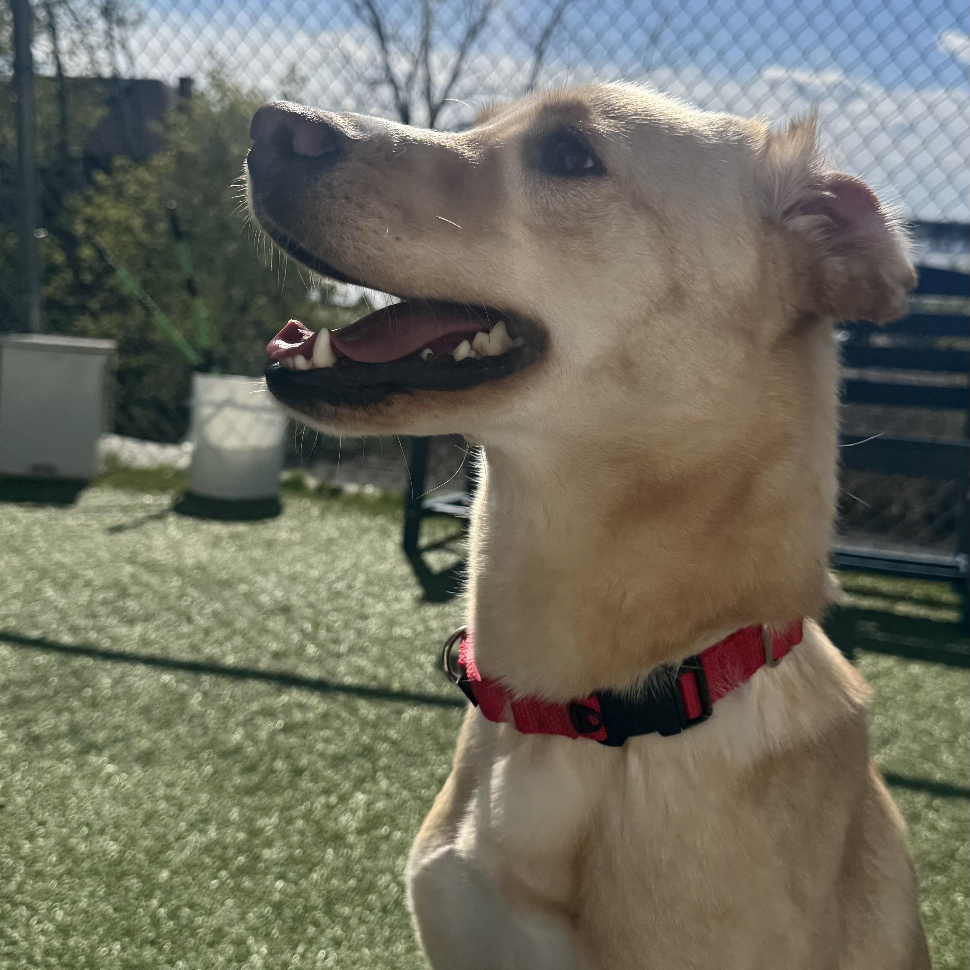 Mia, an adoptable mixed breed in Fall River, MA image 3/4