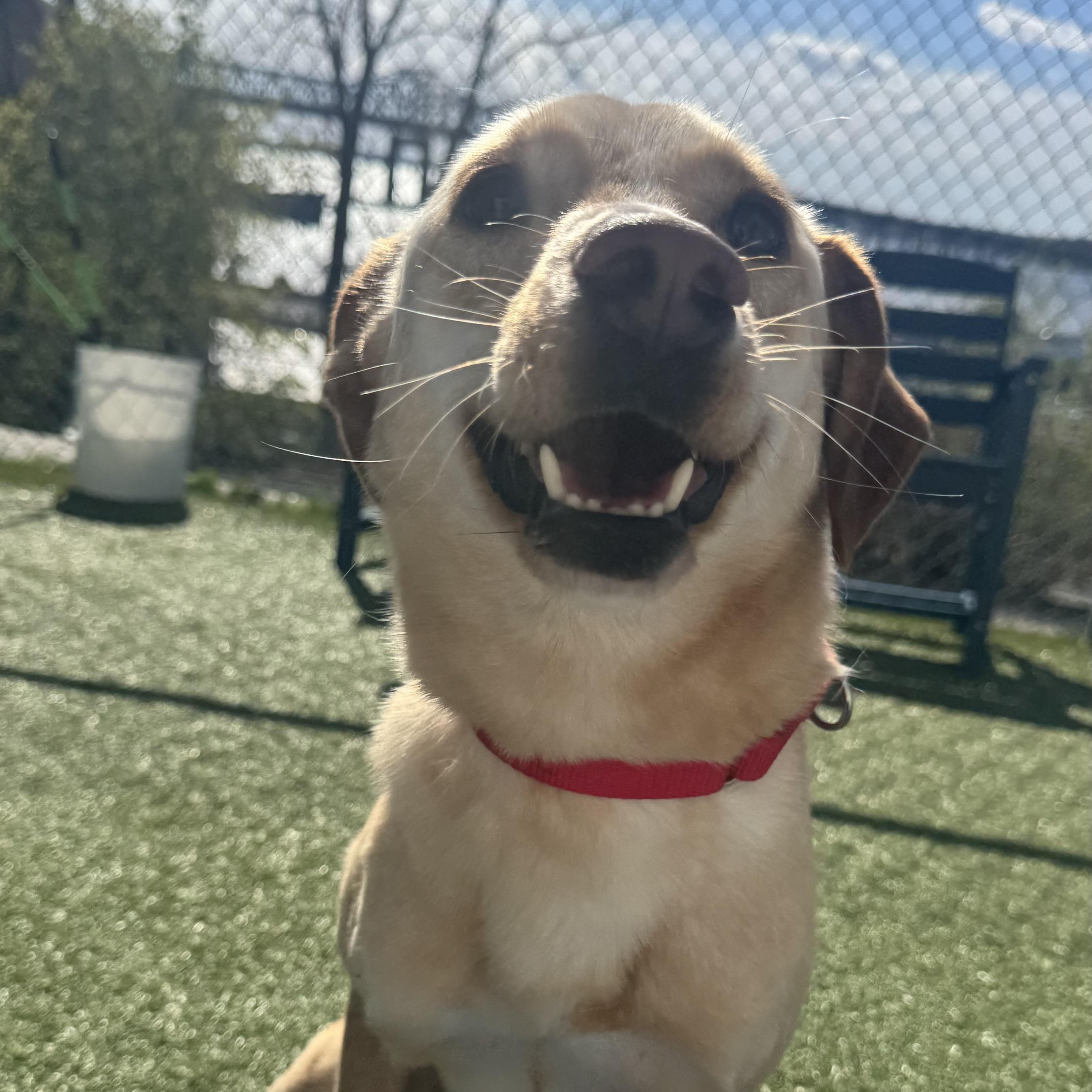 Mia, an adoptable mixed breed in Fall River, MA image 1/4