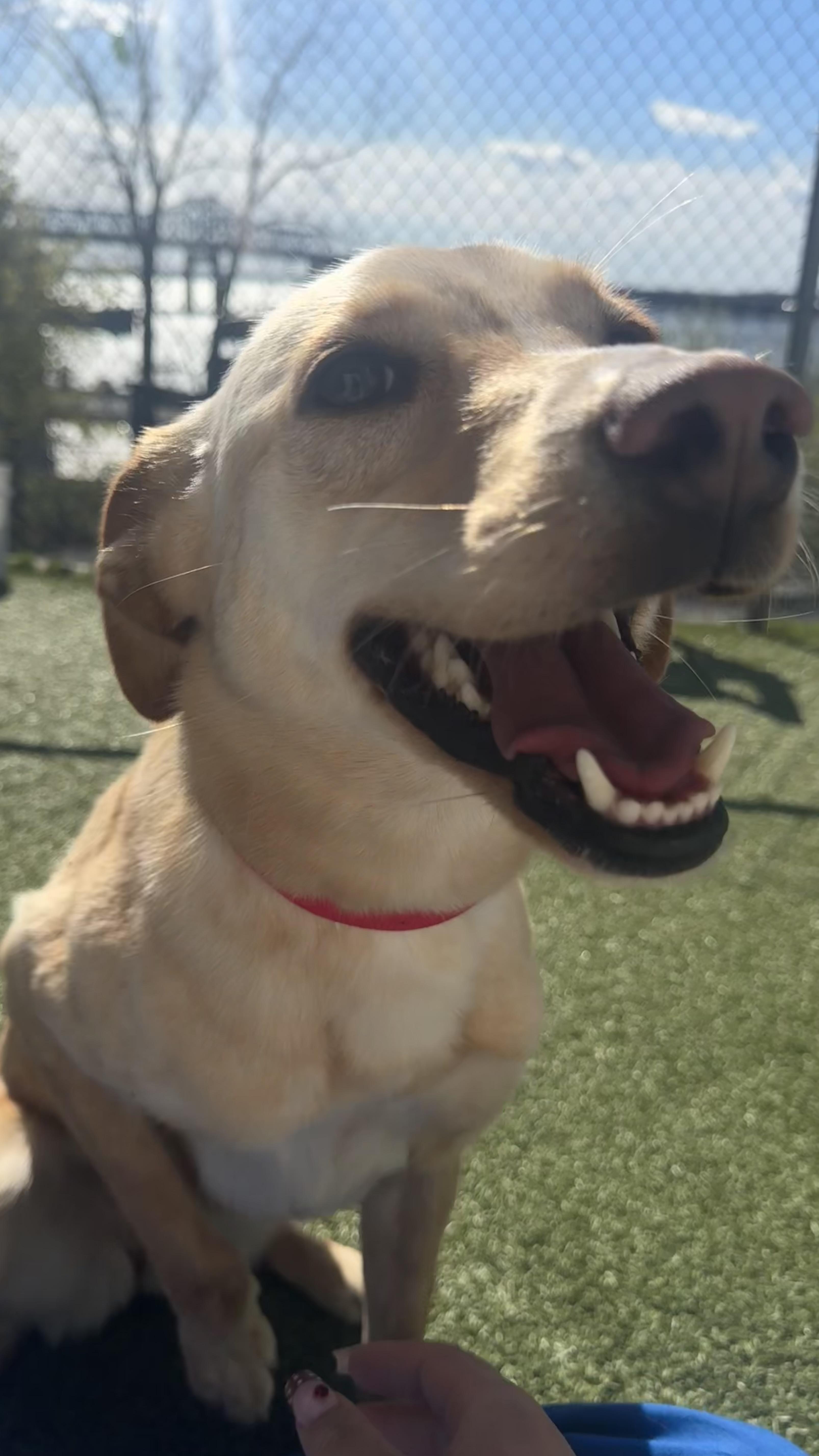 Mia, an adoptable mixed breed in Fall River, MA image 2/4
