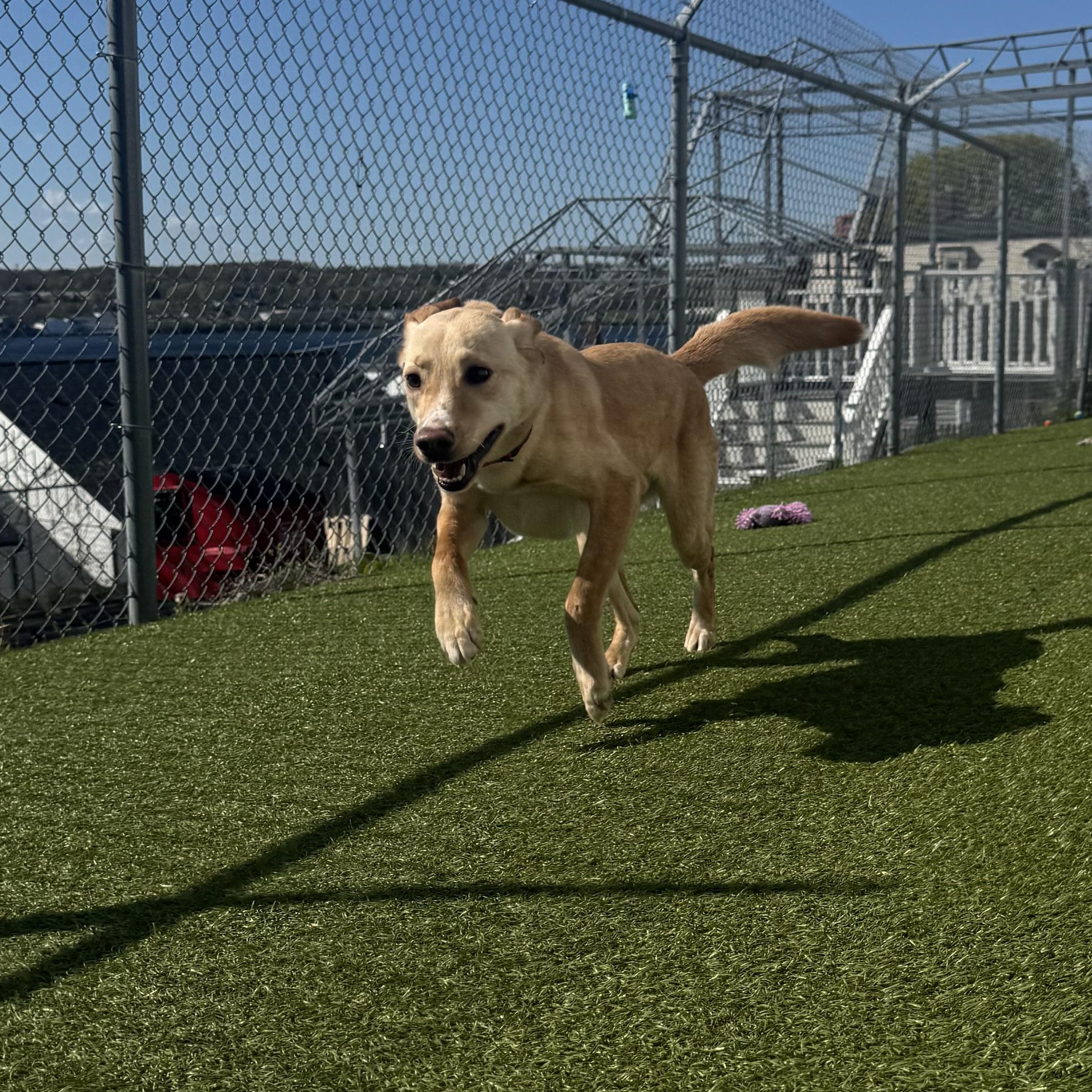 Mia, an adoptable mixed breed in Fall River, MA image 4/4
