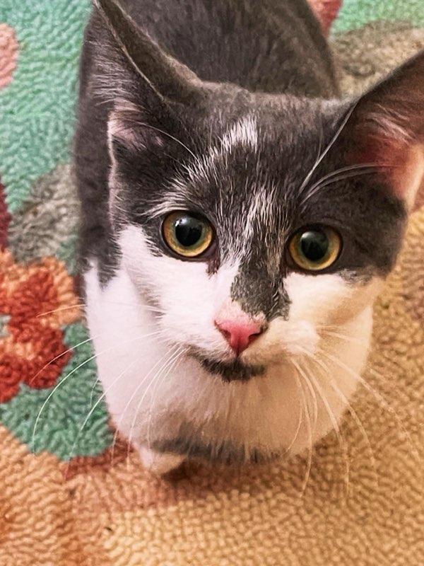 Aries, Adoptable, Young Male Domestic Short Hair.