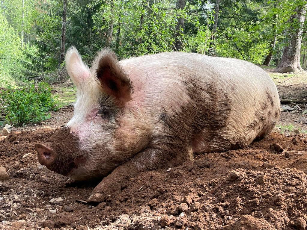 Rose / Poppy / Sweetpea, Adoptable, Adult Female Pig.