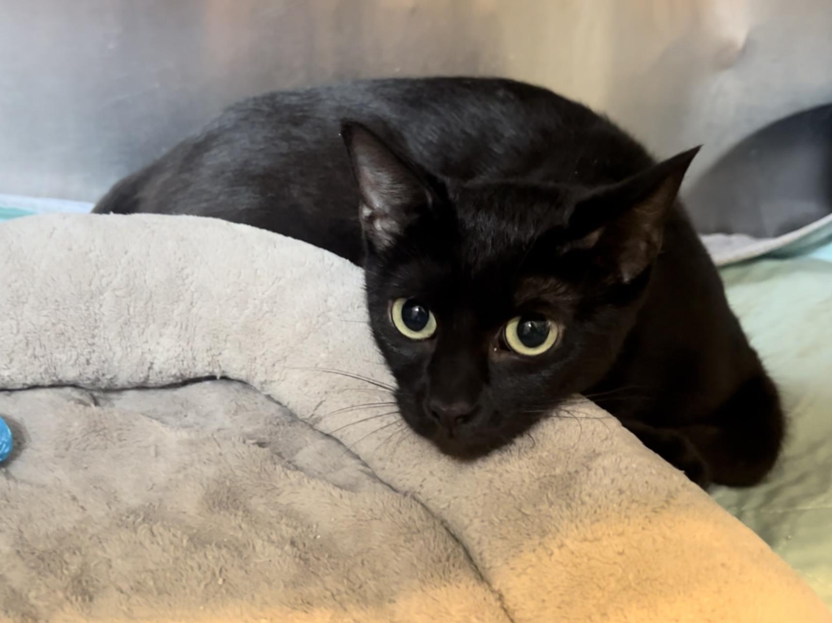 Vera, Adoptable, Young Female Domestic Short Hair.