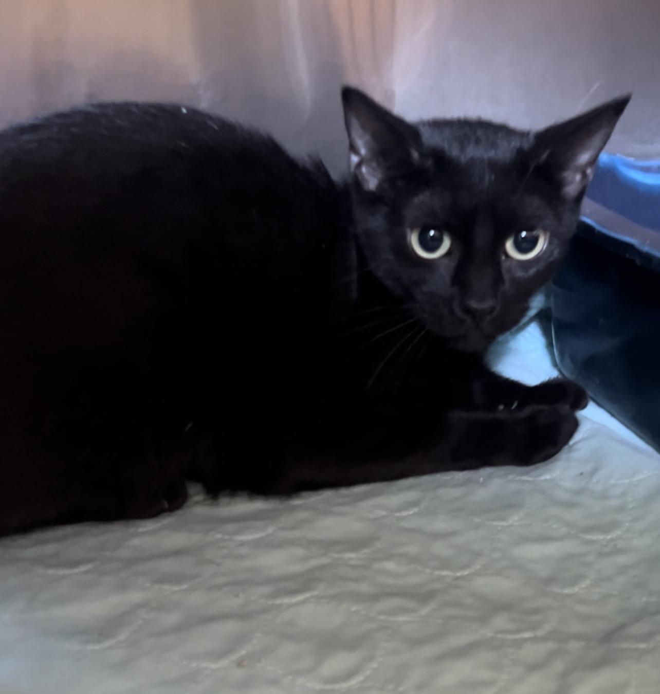 Vera, a Adoptable Domestic Short Hair in Bloomsdale, MO image 2/2