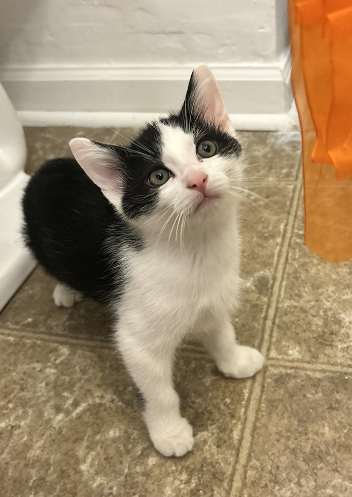 Enlarge Twix, a Adoptable Domestic Short Hair in Columbus, OH image 1/6