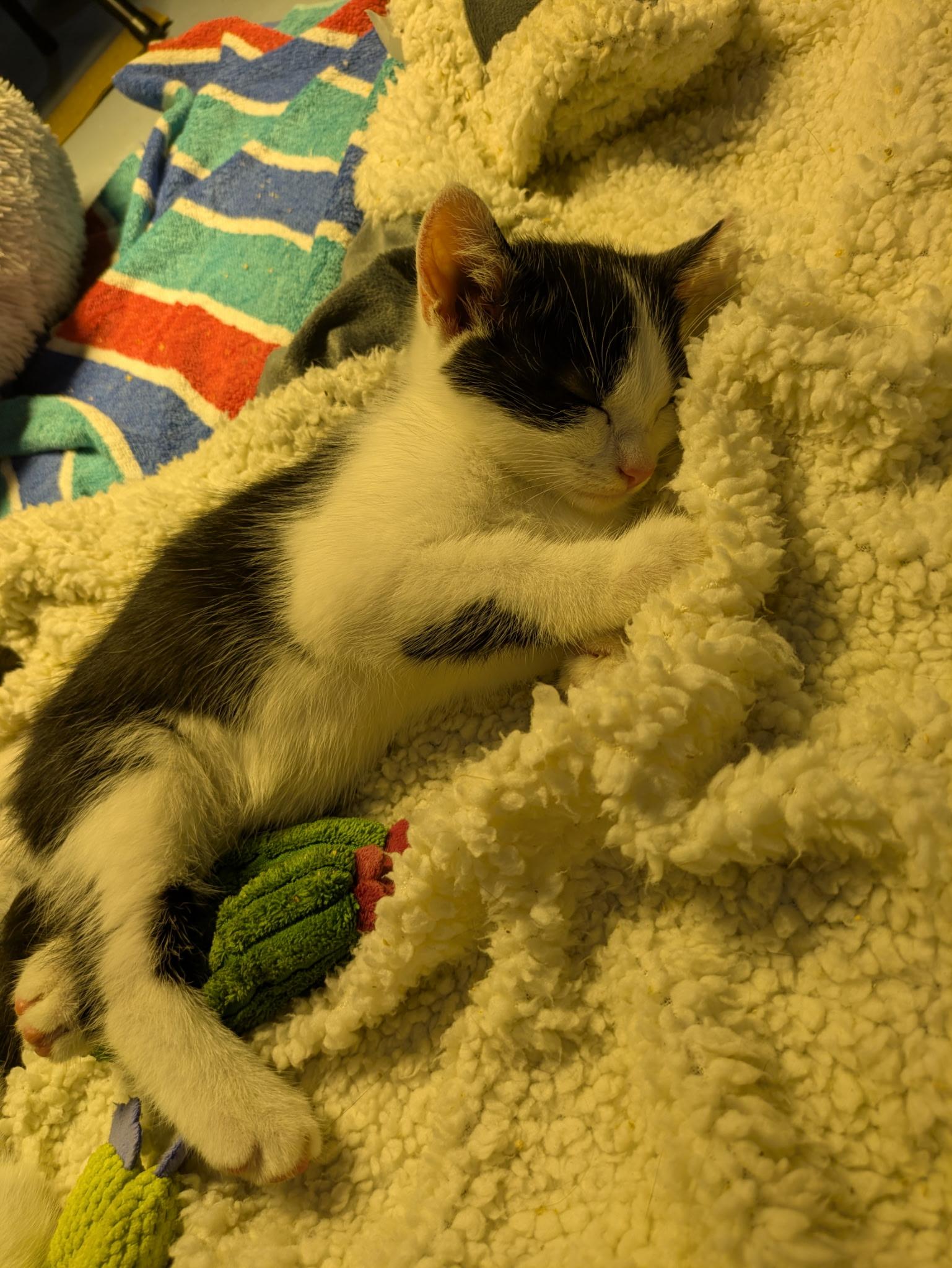 Enlarge Twix, a Adoptable Domestic Short Hair in Columbus, OH image 4/4
