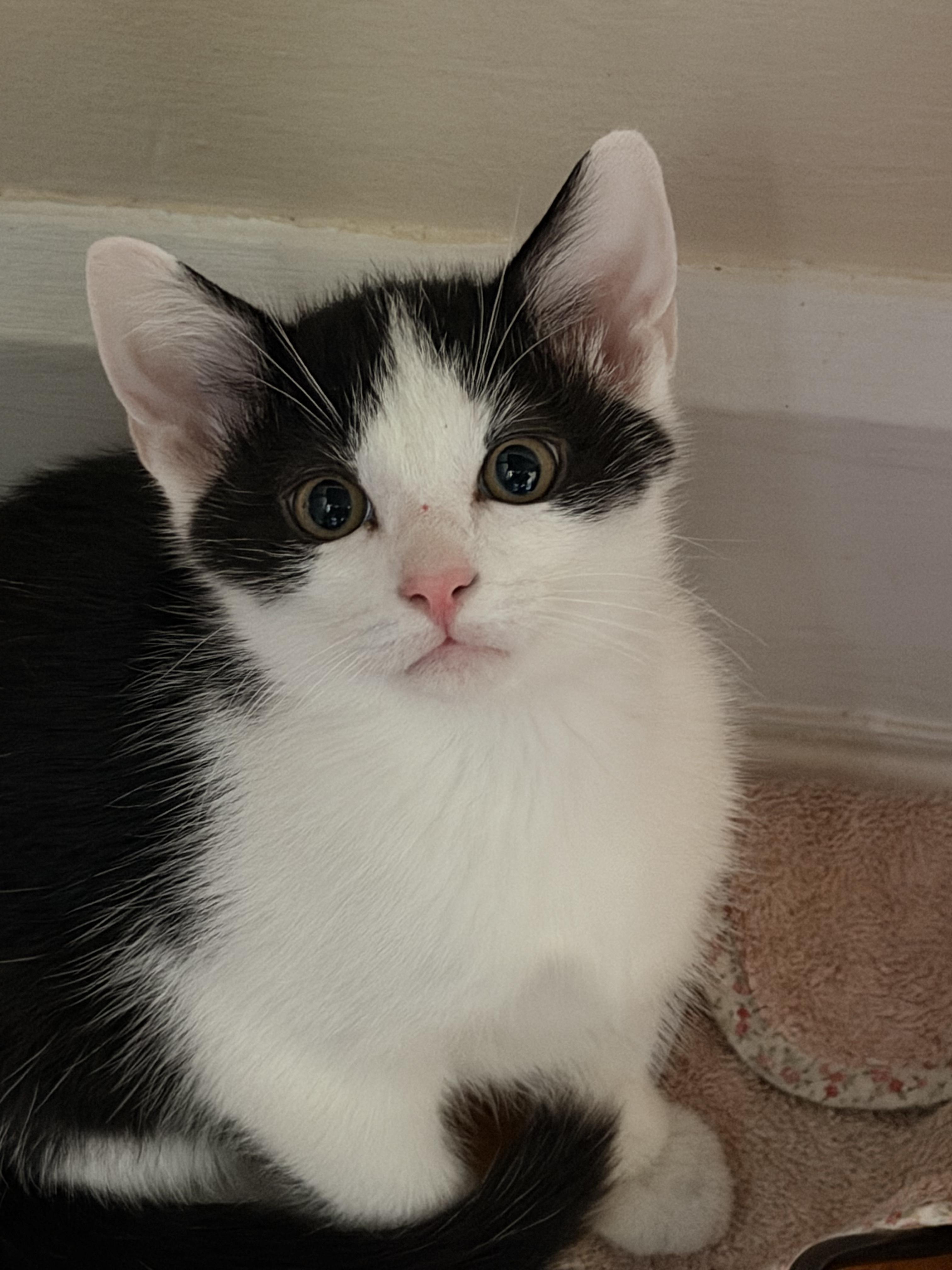 Enlarge Twix, a Adoptable Domestic Short Hair in Columbus, OH image 2/6