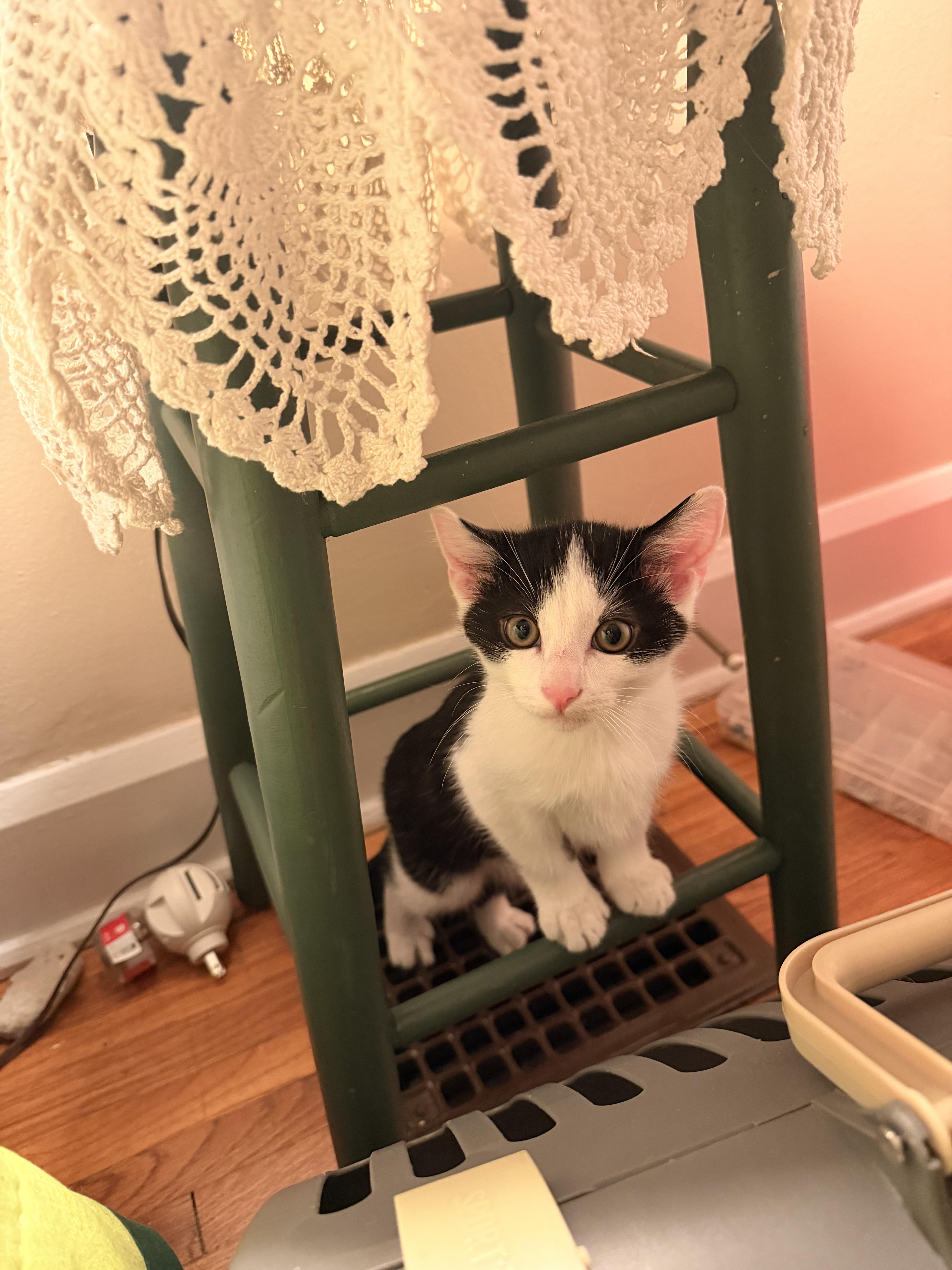 Enlarge Twix, a Adoptable Domestic Short Hair in Columbus, OH image 4/6