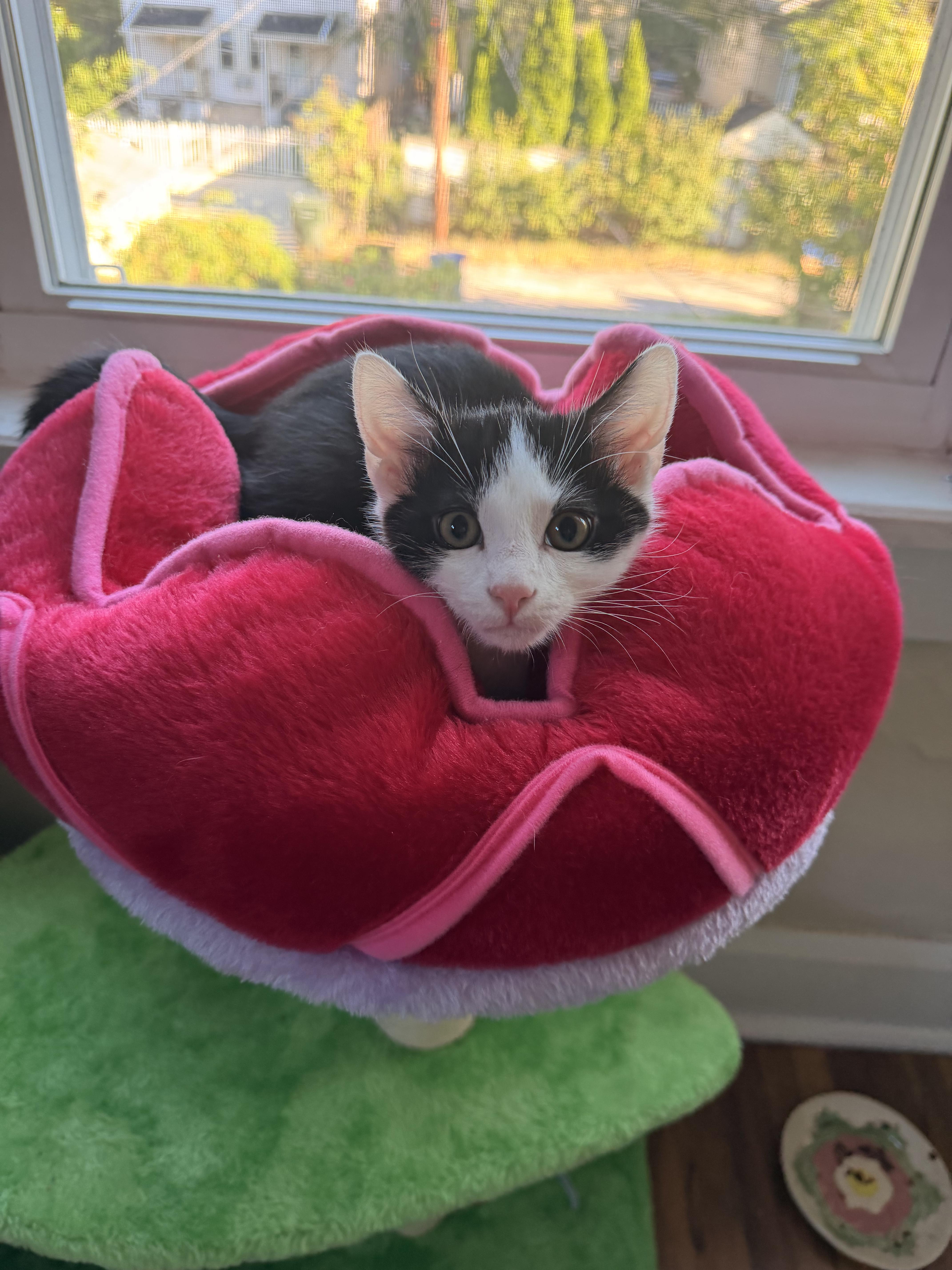Twix, Adoptable, Kitten Male Domestic Short Hair.