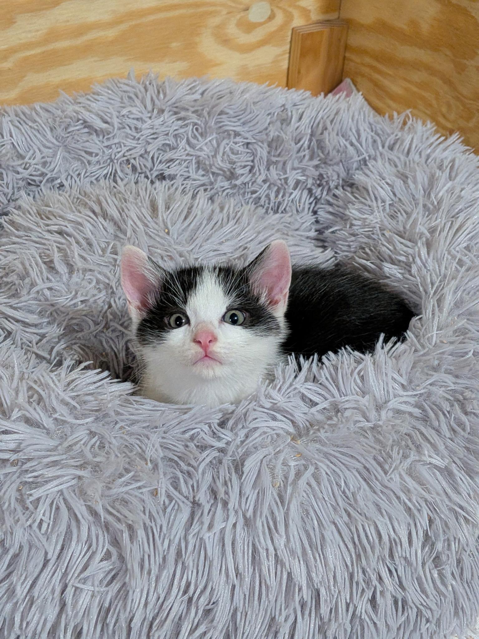 Twix, Adoptable, Kitten Female Domestic Short Hair.