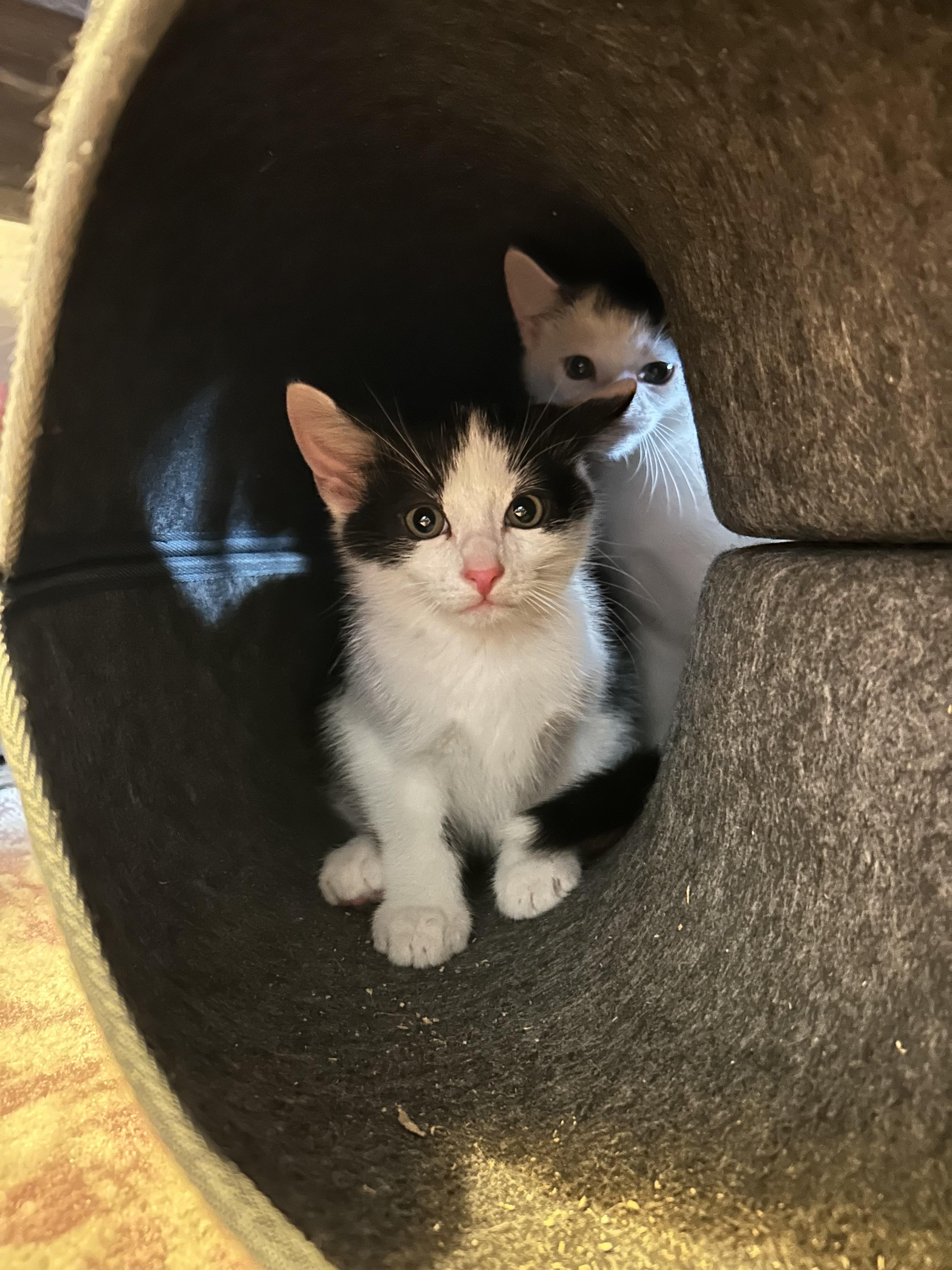 Enlarge Twix, a Adoptable Domestic Short Hair in Columbus, OH image 3/6
