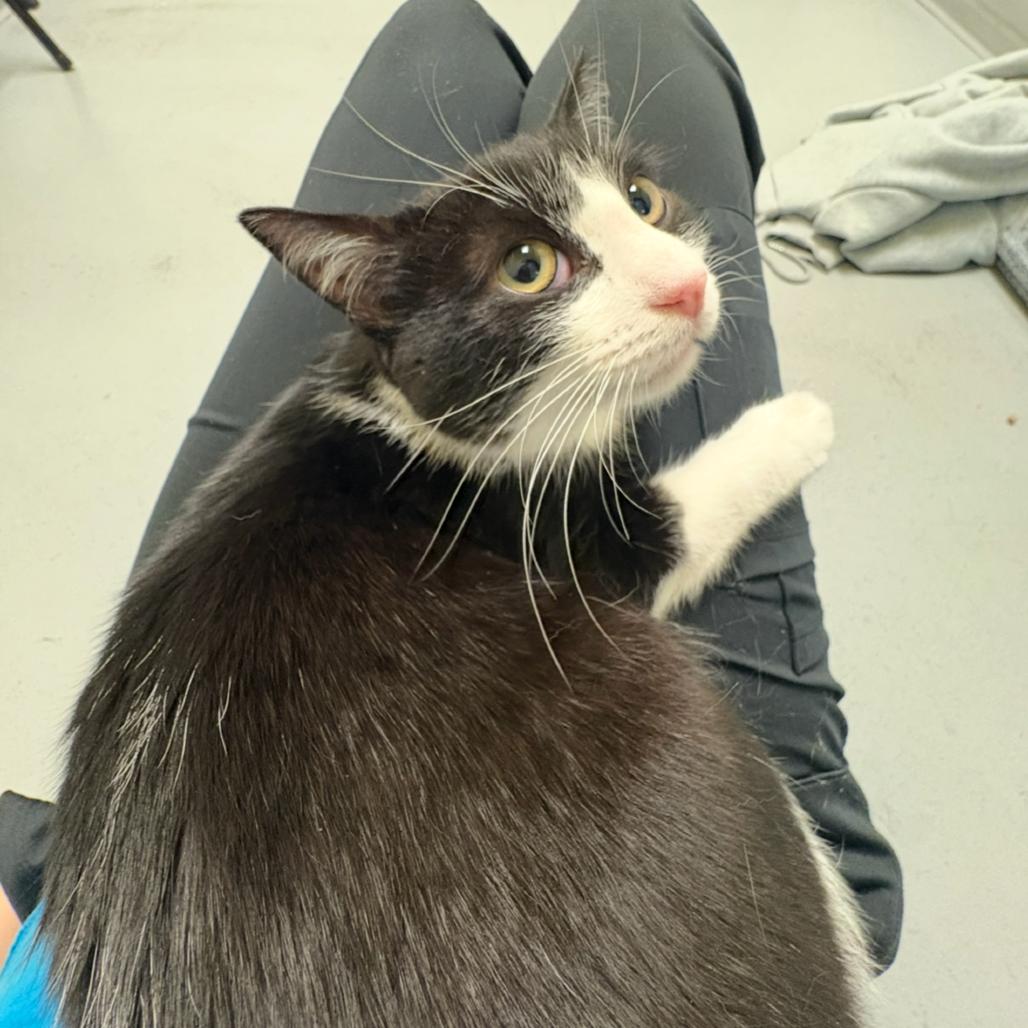 Mousse, Adoptable, Young Male Domestic Short Hair.